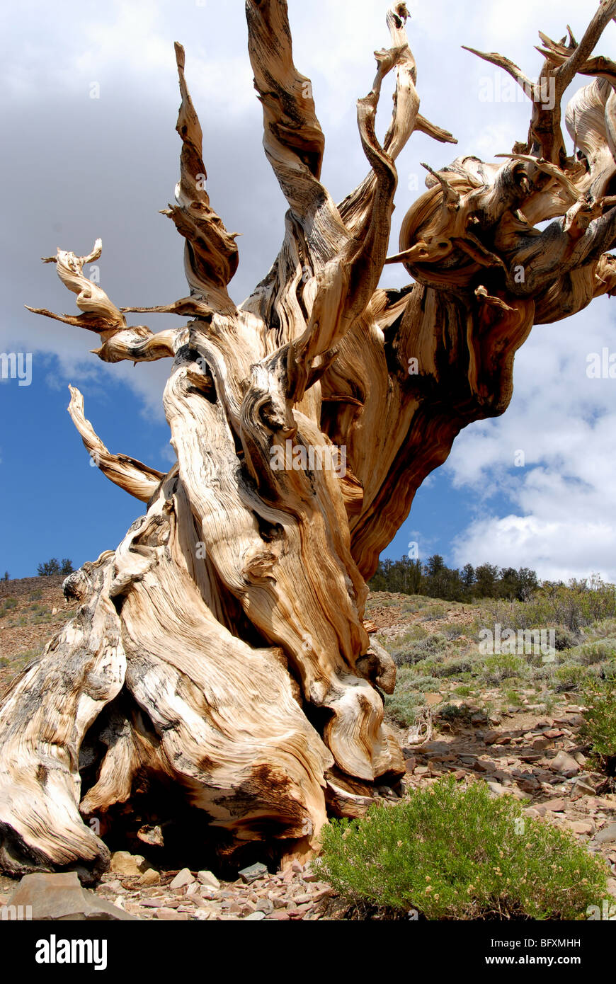 Bristlecone Pinus longaeva aristata, White Mountains gamma Inyo, antica foresta Bristlecone, California Foto Stock