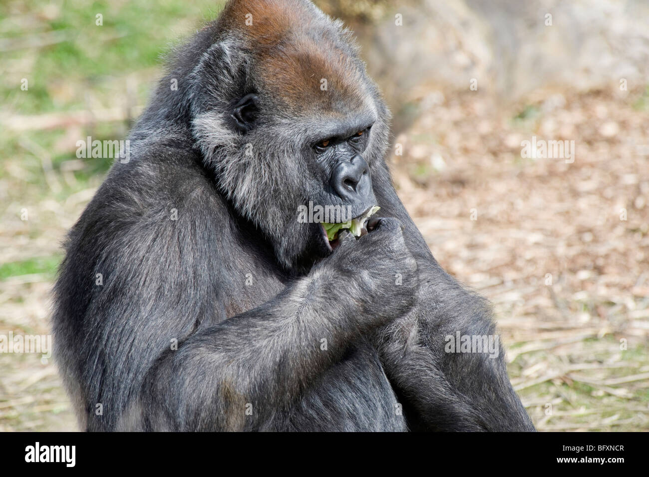 Gorilla femmina seduto a mangiare Foto Stock