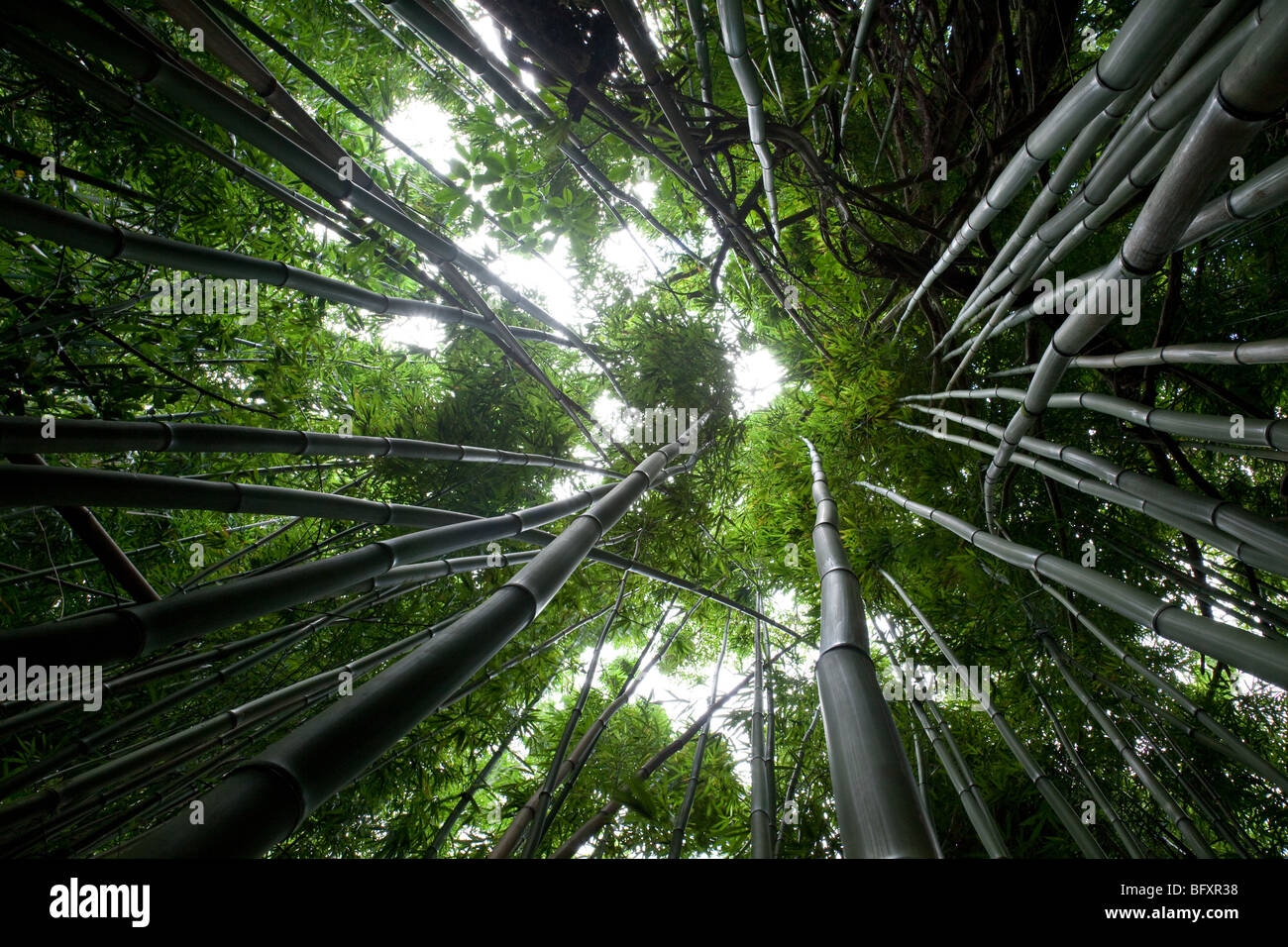 Alti giungla di bambù Foto Stock