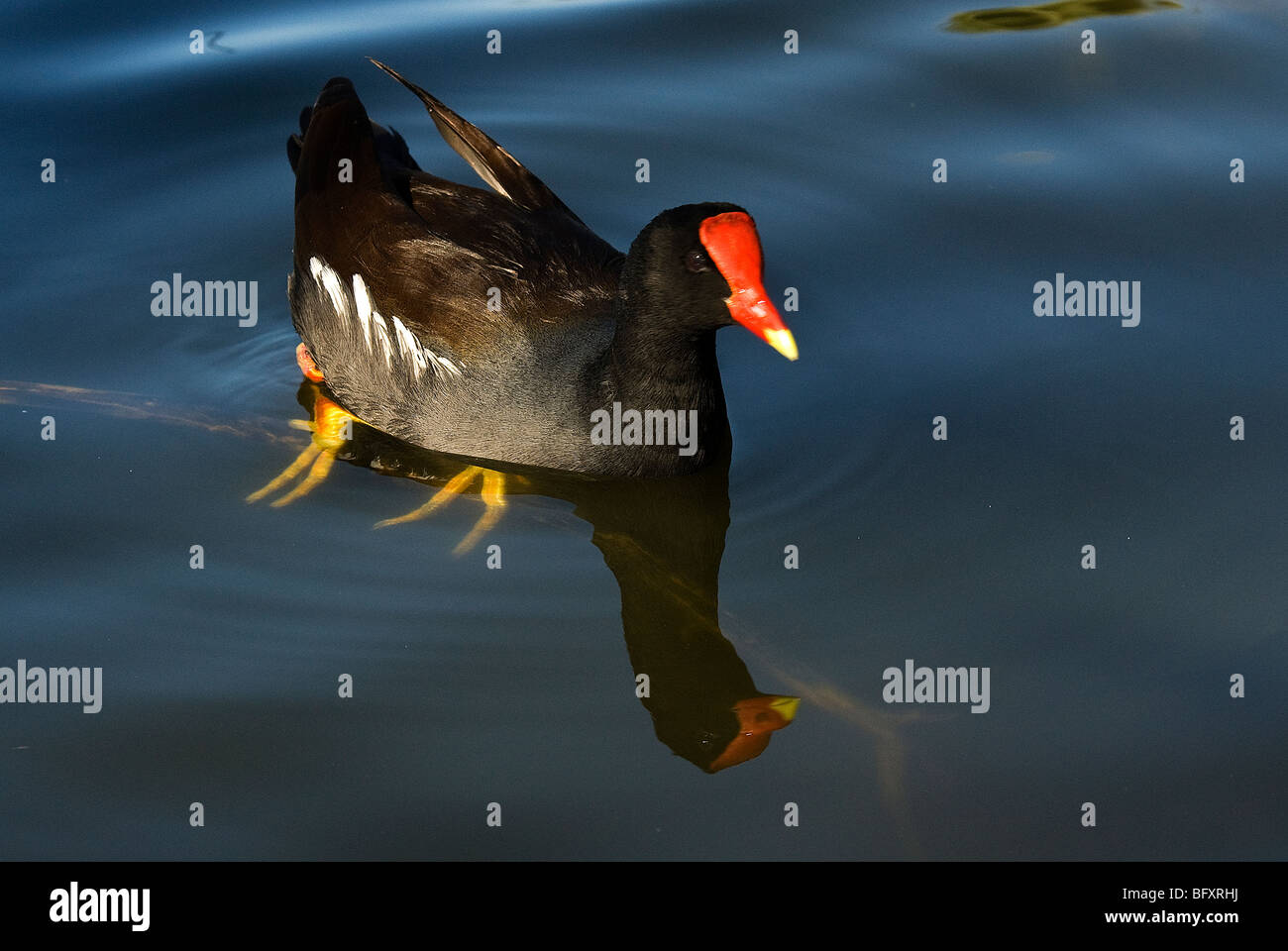 Common Moorhen Gallinula chloropus lo Zoo di Phoenix Arizona USA Foto Stock