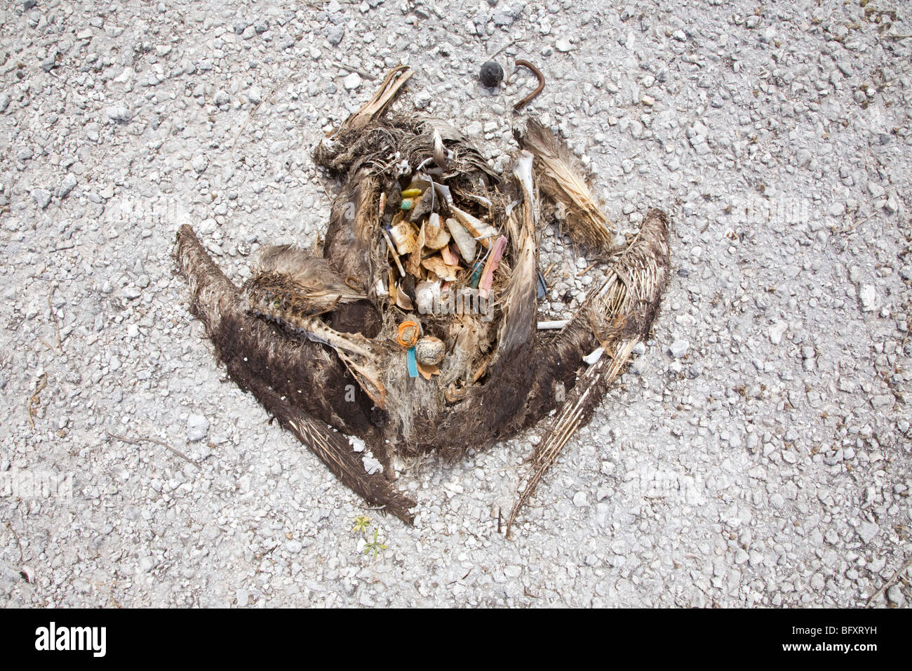 Resti di Albatross giovane con i detriti marini di plastica mangiato dall'uccello che riempiva il suo sistema digestivo Foto Stock