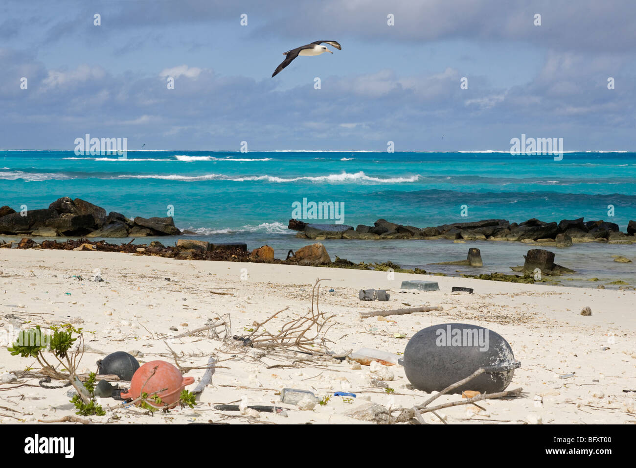 Laysan Albatross (Phoebastria immutabilis) volando sul litorale detriti marini sulla spiaggia di un Nord isola del Pacifico Foto Stock