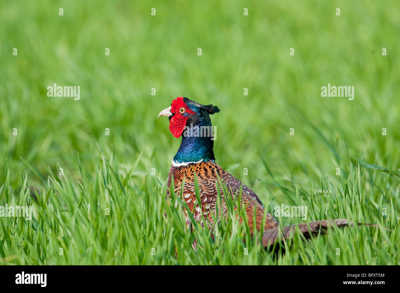 Männlicher Fasan (Phasianus colchicus) - maschio fagiani comuni Foto Stock