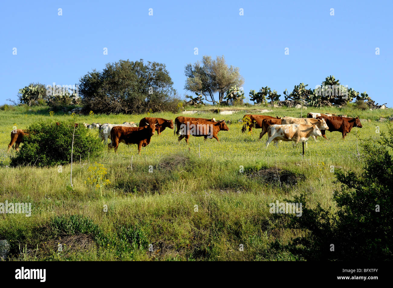 Israele Negev, Lakish regione, roaming libero il pascolo di bestiame nei campi Foto Stock