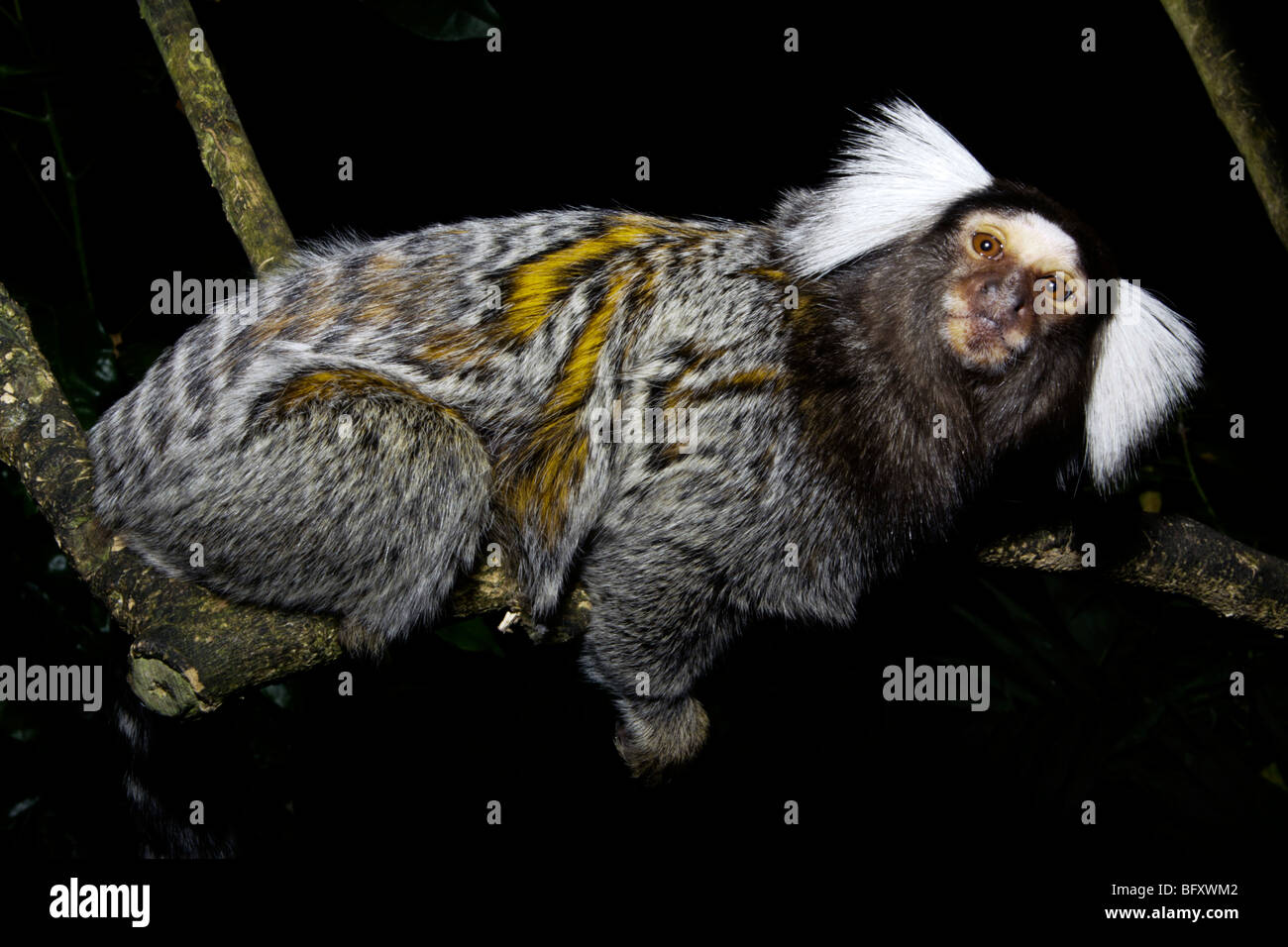 L'imperatore Tamarin scimmia, Saguinus imperator, un nativo della giungla amazzonica del Sud America Foto Stock