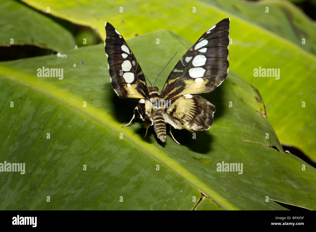 Farfalle al mondo delle farfalle, Klapmuts, Sud Africa Foto Stock