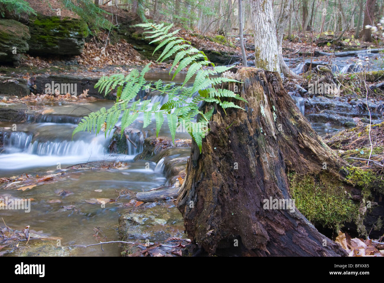 Cascata Upstate NY con felci in primo piano Foto Stock