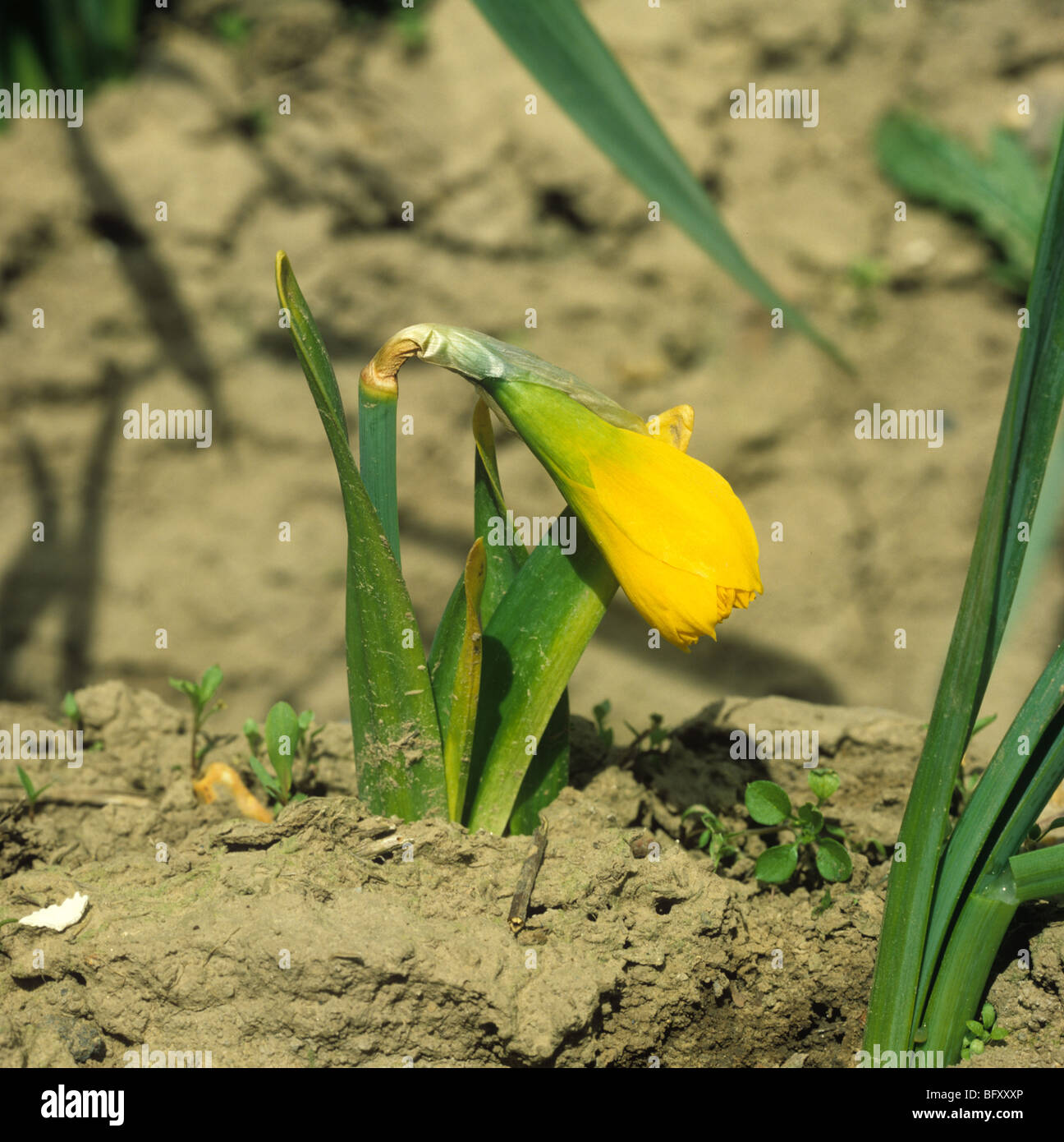 Un commerciale recedono daffodil pianta infettata da marciume basale (Fusarium oxysporum) Foto Stock