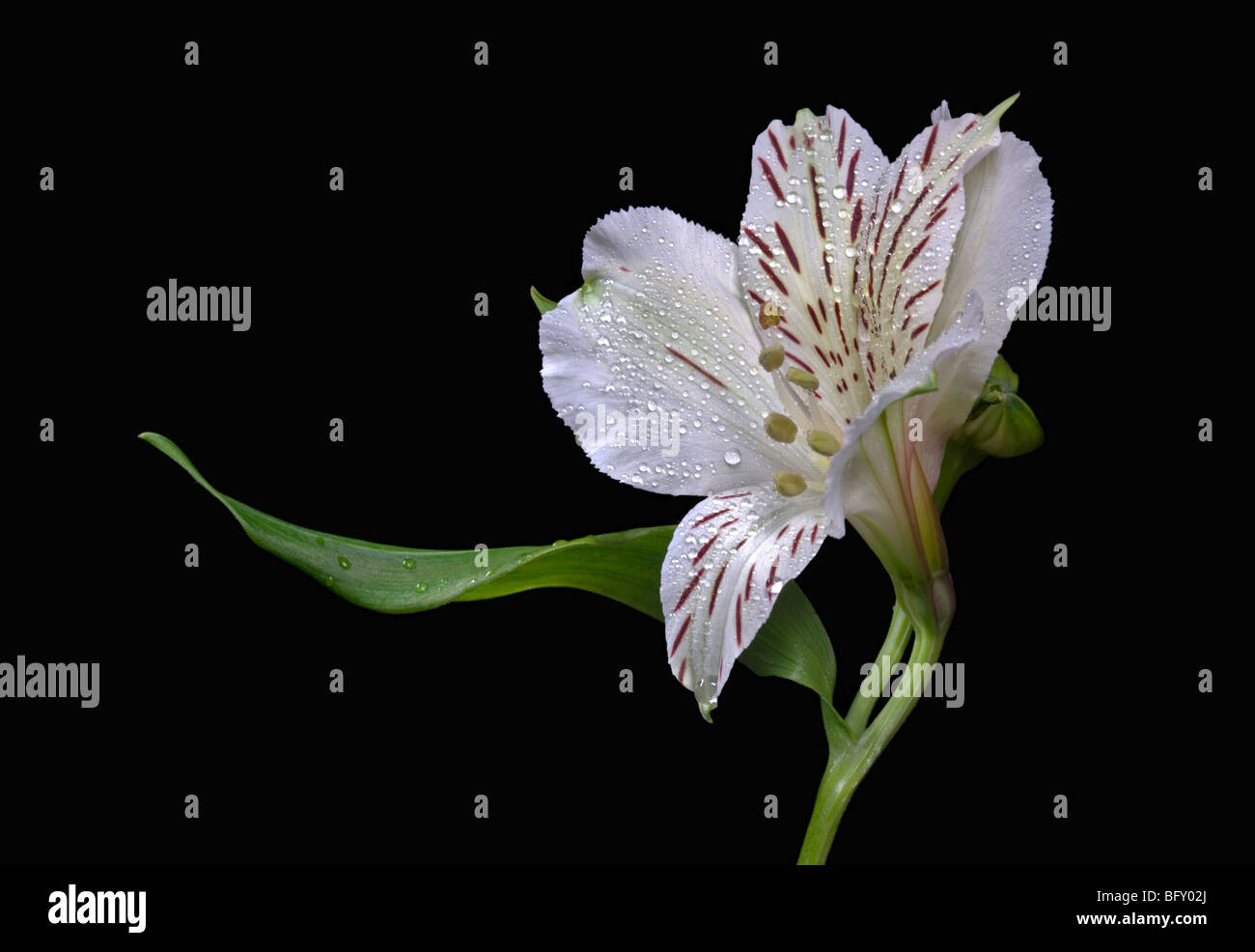 Alstroemeria bianco (peruviano Lily) Foto Stock