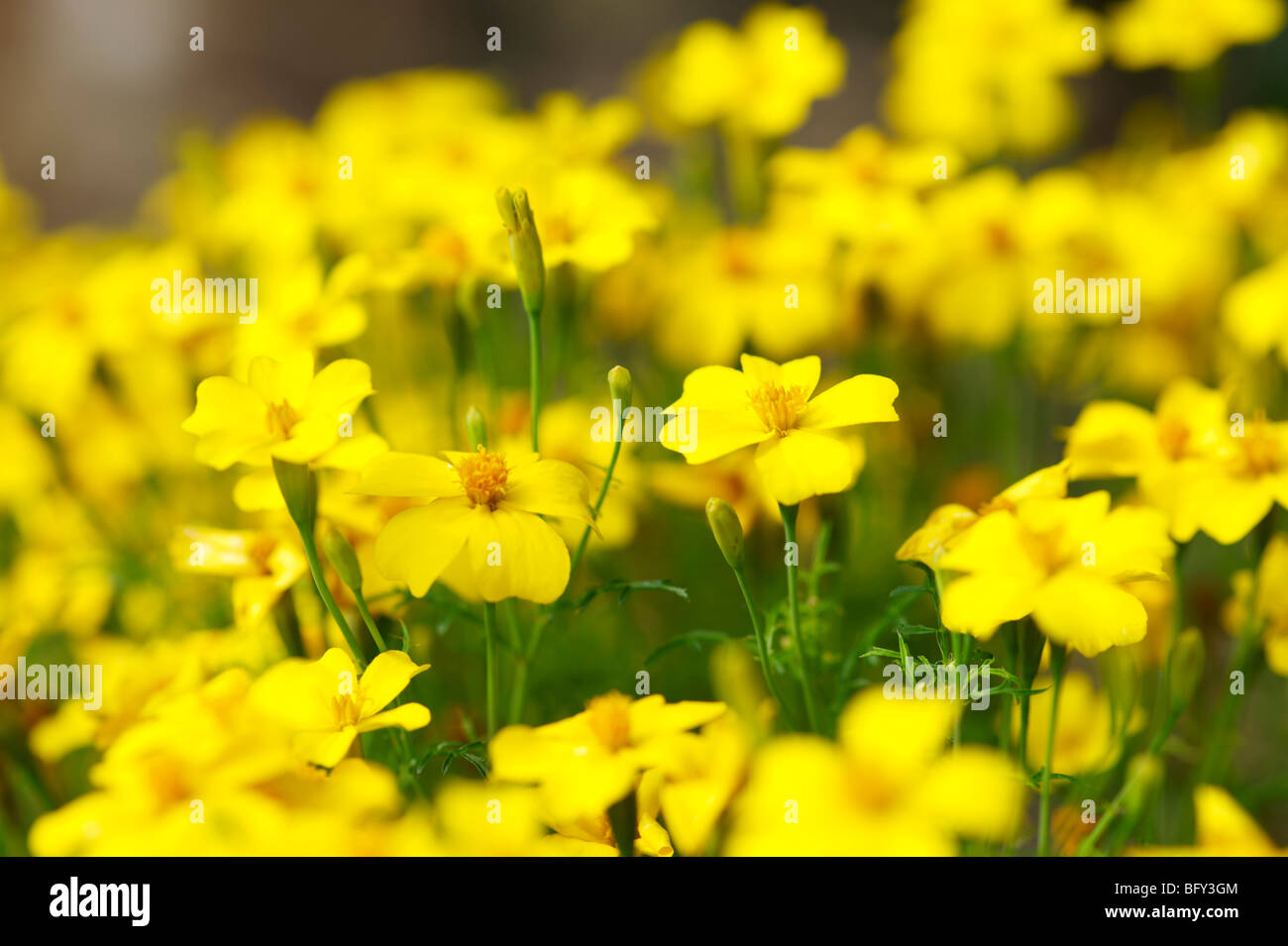 TAGETES Foto Stock