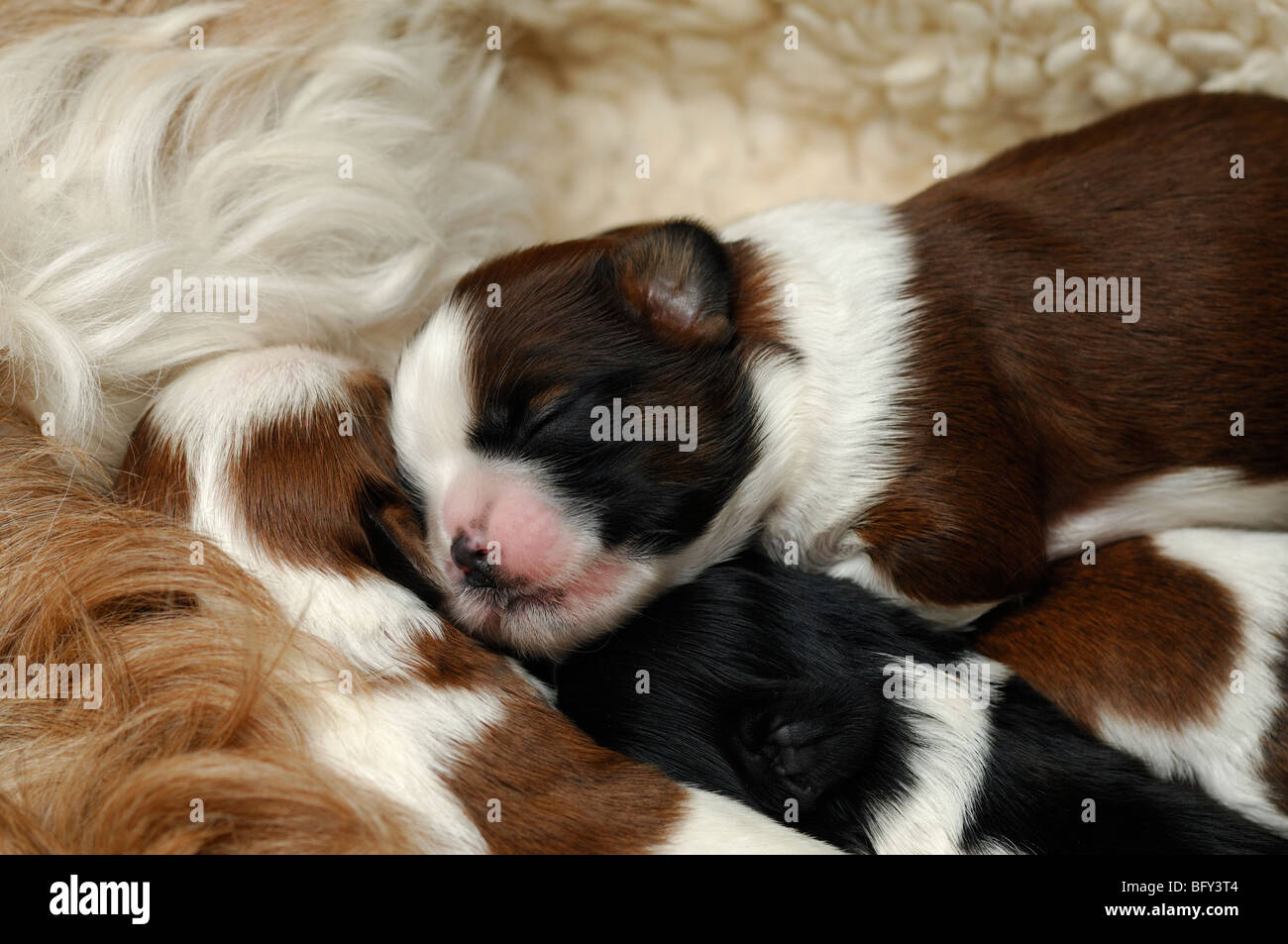 Shih-tzu cane cucciolo sette giorni dormendo Foto Stock