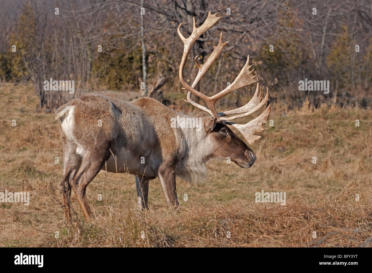 Un maschio di terreno boscoso dei caribù attraversa un campo Foto Stock