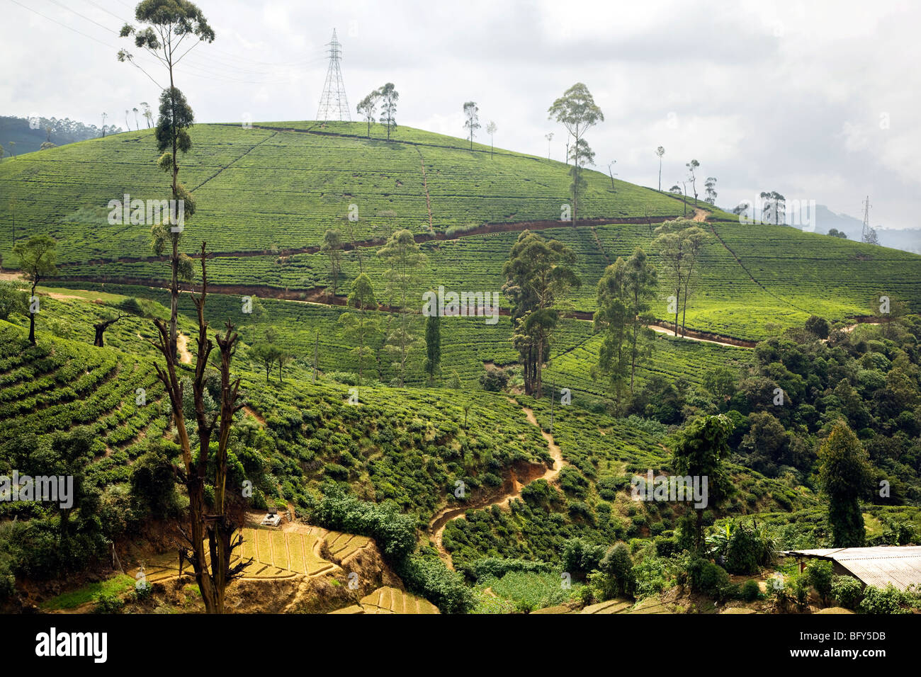 Paesaggio di campi di tè, vicino a Nuwara Eliya, in Sri Lanka. Foto Stock