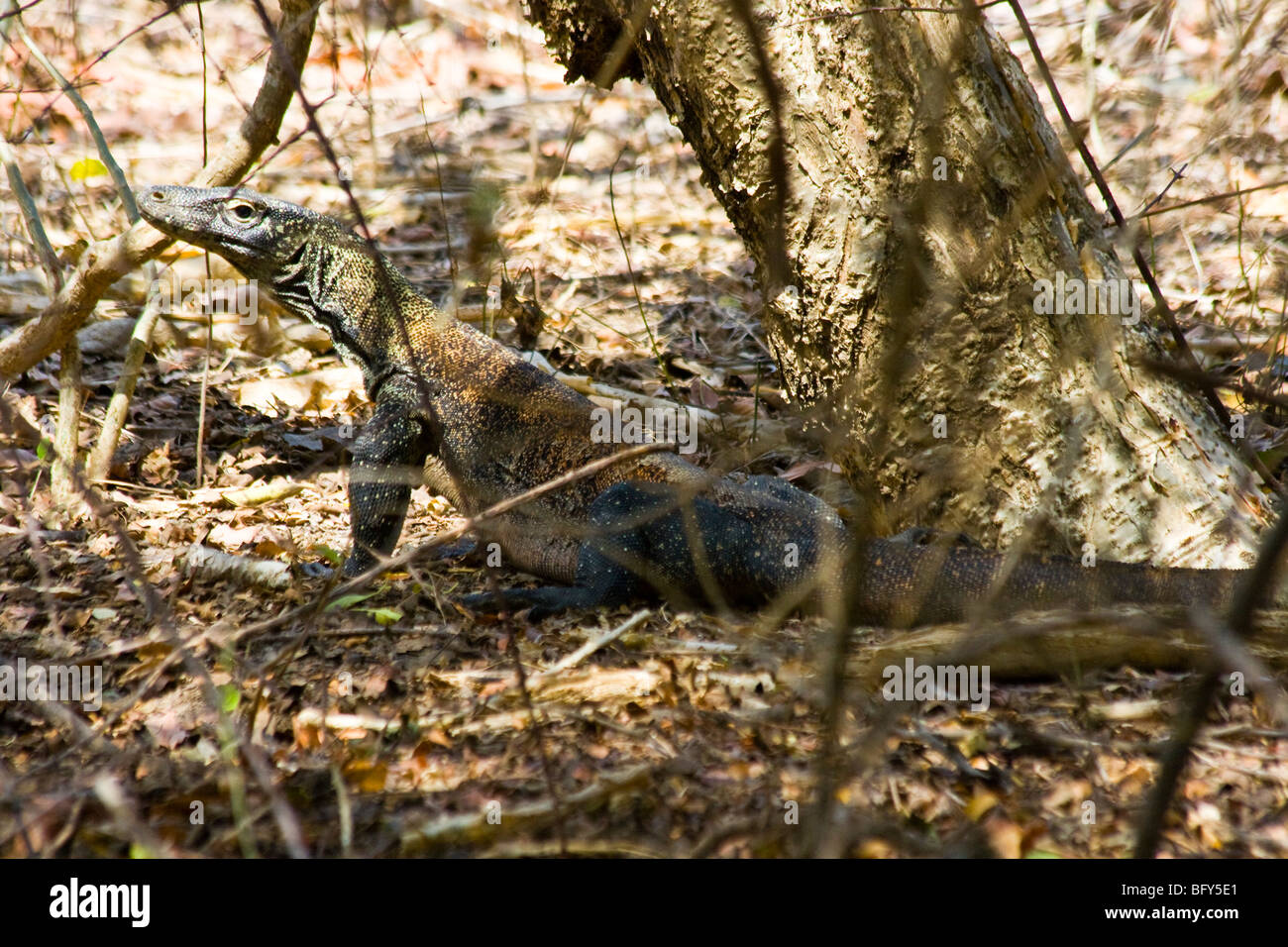 Drago di Komodo, Parco Nazionale di Komodo, Indonesia Foto Stock