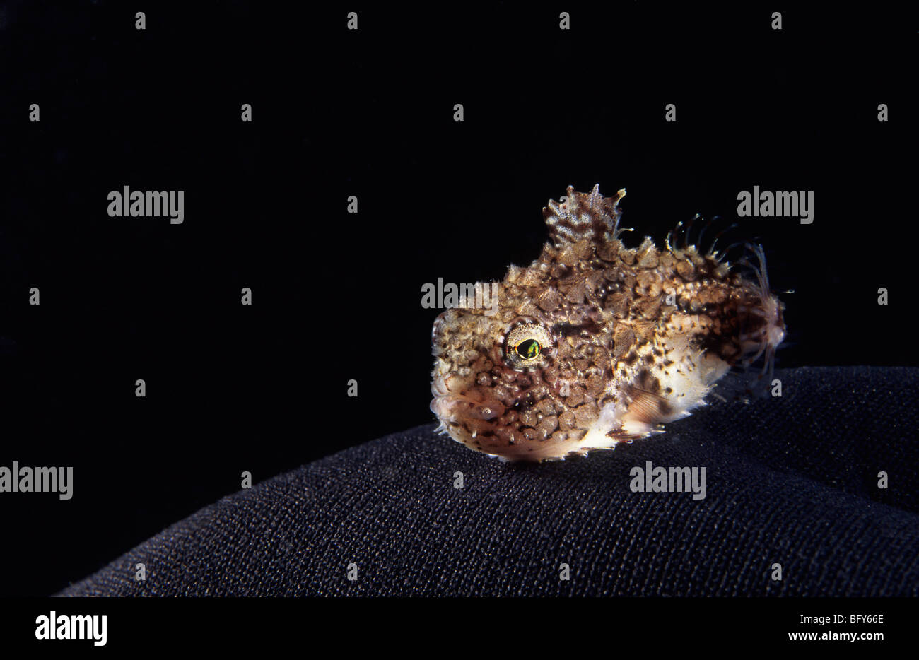 Atlantico Lumpsucker spinoso sott'acqua nel fiume San Lorenzo Foto Stock