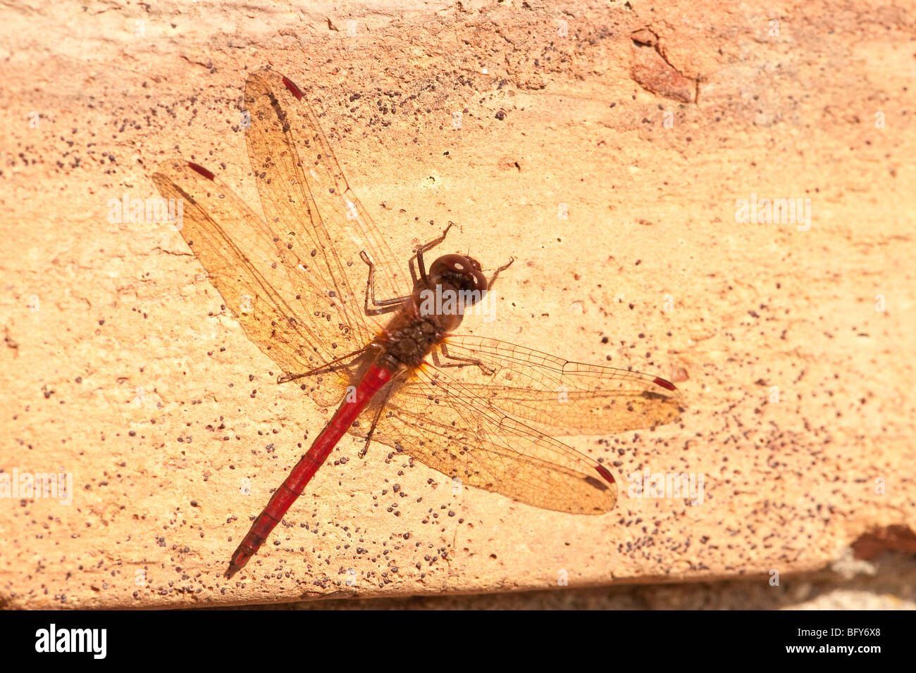 Semi-nastrare Toper libellula Foto Stock