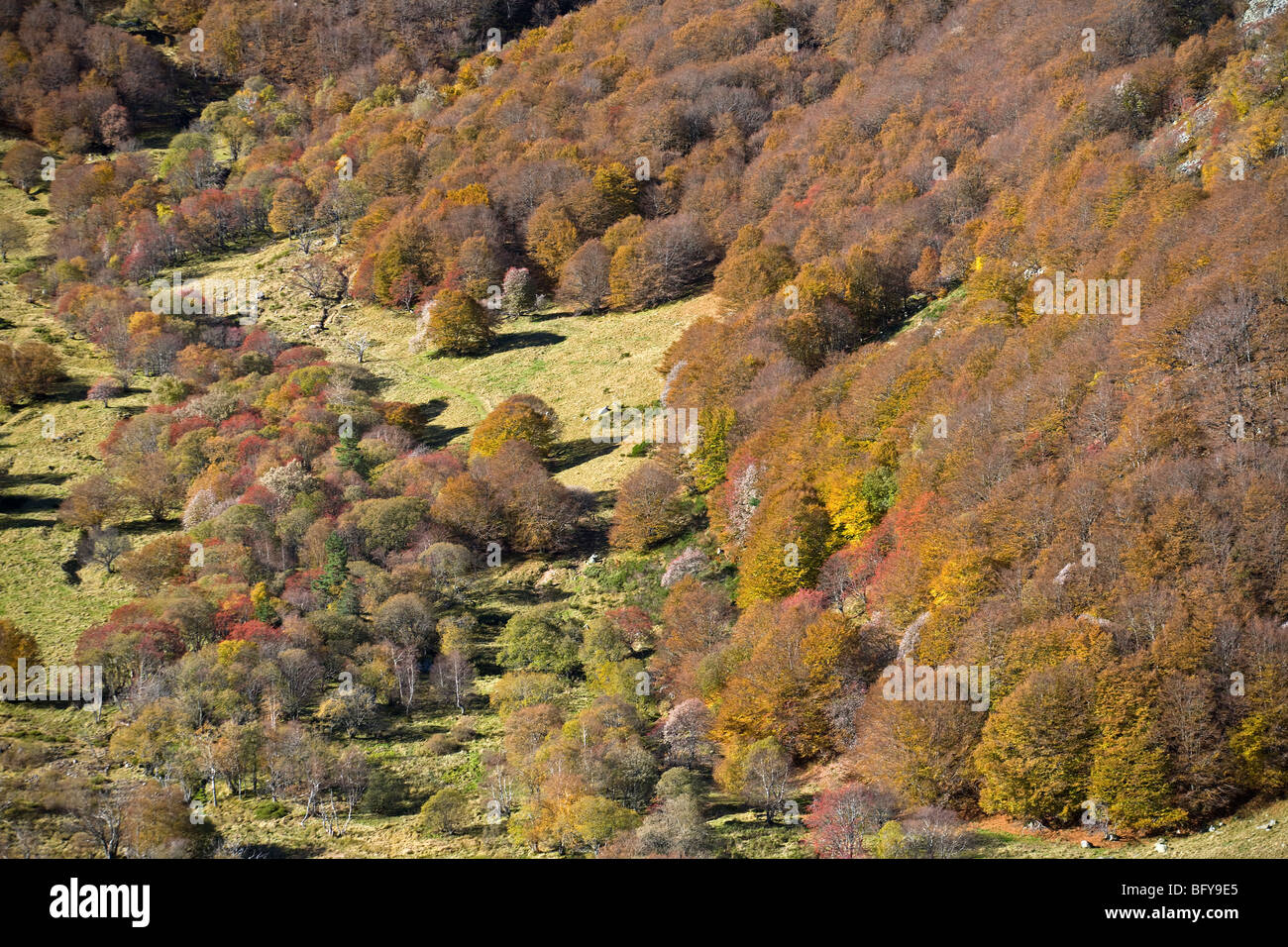 La valle di Chaudefour e il suo faggio (Fagus sylvatica) foresta in autunno (Puy de Dôme - Auvergne - Francia). Foto Stock