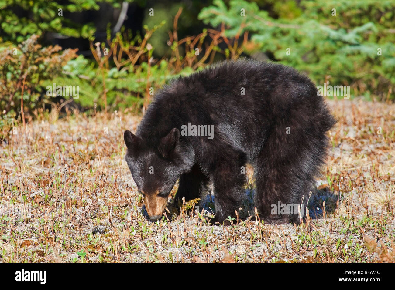 Wild Black Bear Cub pascolo, Jasper National Park, Albert, Canada Foto Stock