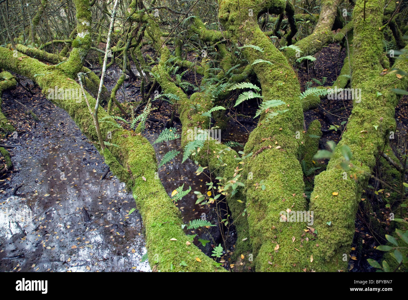 Redmoor Wildlife Trust riserva; aggrovigliato rami; Cornovaglia Foto Stock