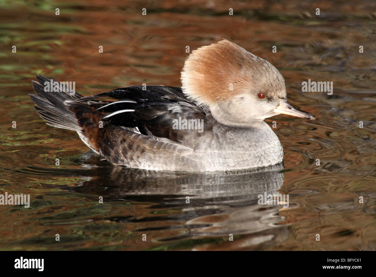Con cappuccio femmina Merganser Lophodytes cucullatus nuotare in acqua a Martin mera WWT, LANCASHIRE REGNO UNITO Foto Stock Con cappuccio femmina Merganser Lophodytes cucullatus nuotare in acqua a Martin mera WWT, LANCASHIRE REGNO UNITO Foto Stock
