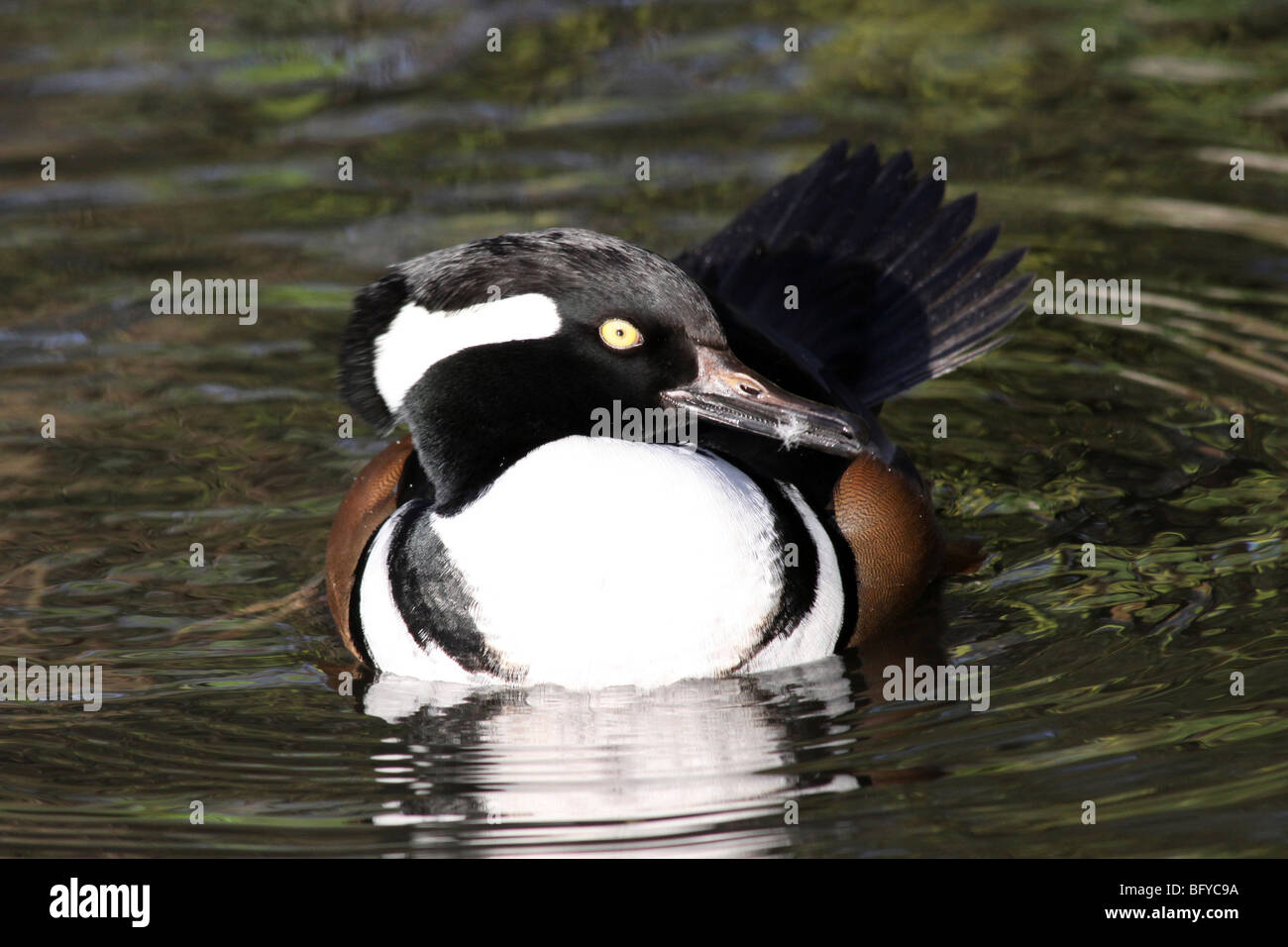 Con cappuccio maschio Merganser Lophodytes cucullatus nuotare in acqua a Martin mera WWT, LANCASHIRE REGNO UNITO Foto Stock