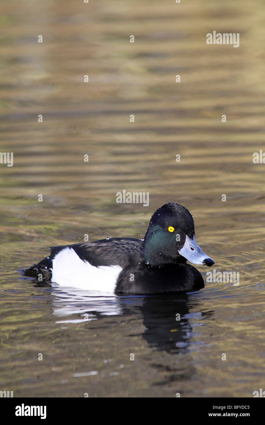 Maschio di Moretta Aythya fuligula nuotare in acqua a Martin mera WWT, LANCASHIRE REGNO UNITO Foto Stock