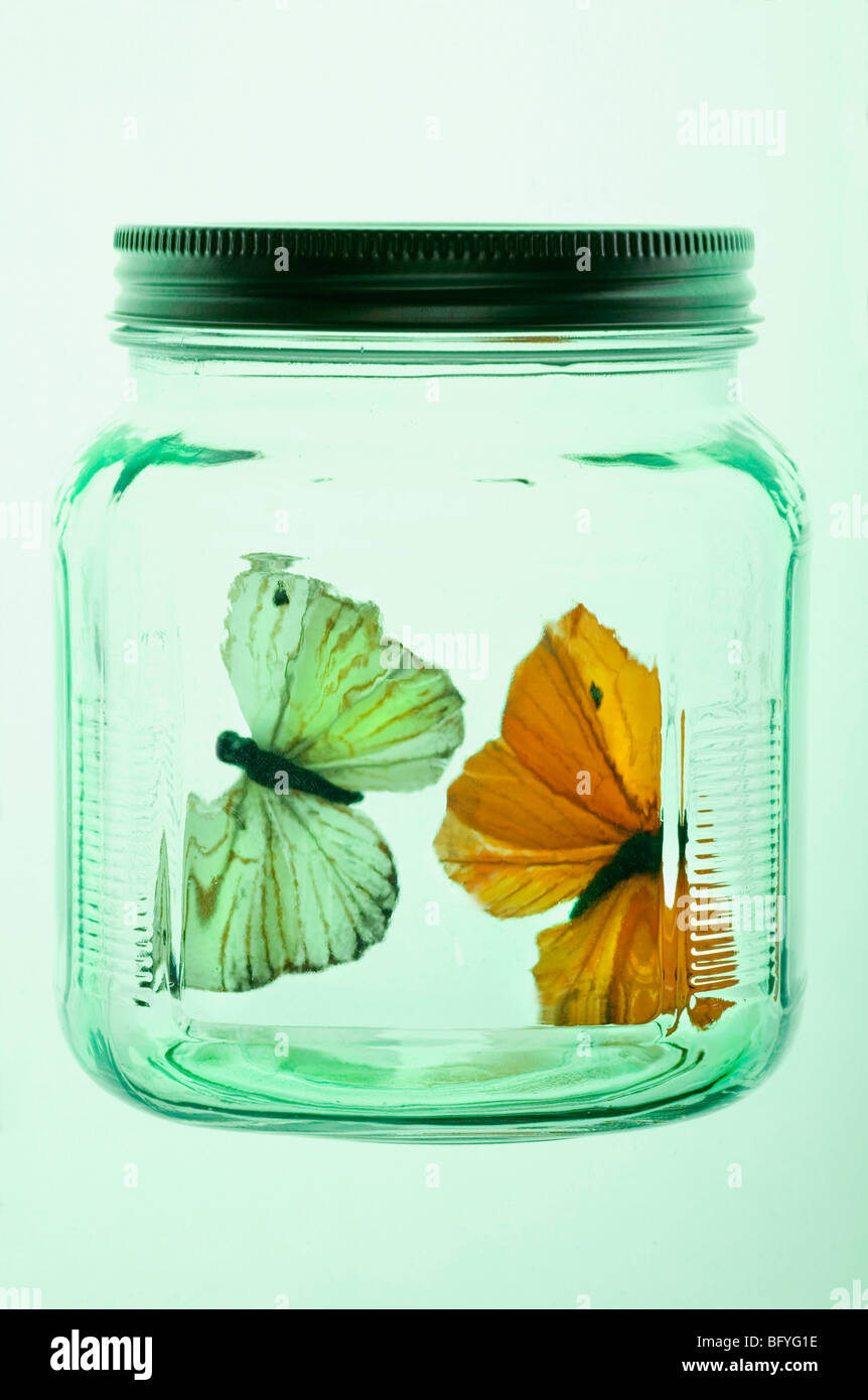 Due farfalle in un barattolo di vetro Foto Stock