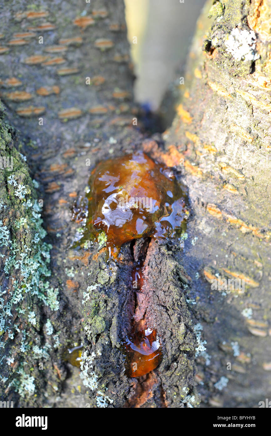 La resina da un albero ciliegio Foto stock - Alamy