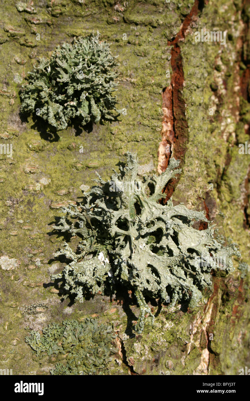 Fascetta Fruticose Lichen Evernia prunastri prese a Martin mera WWT, Lancashire, Regno Unito Foto Stock