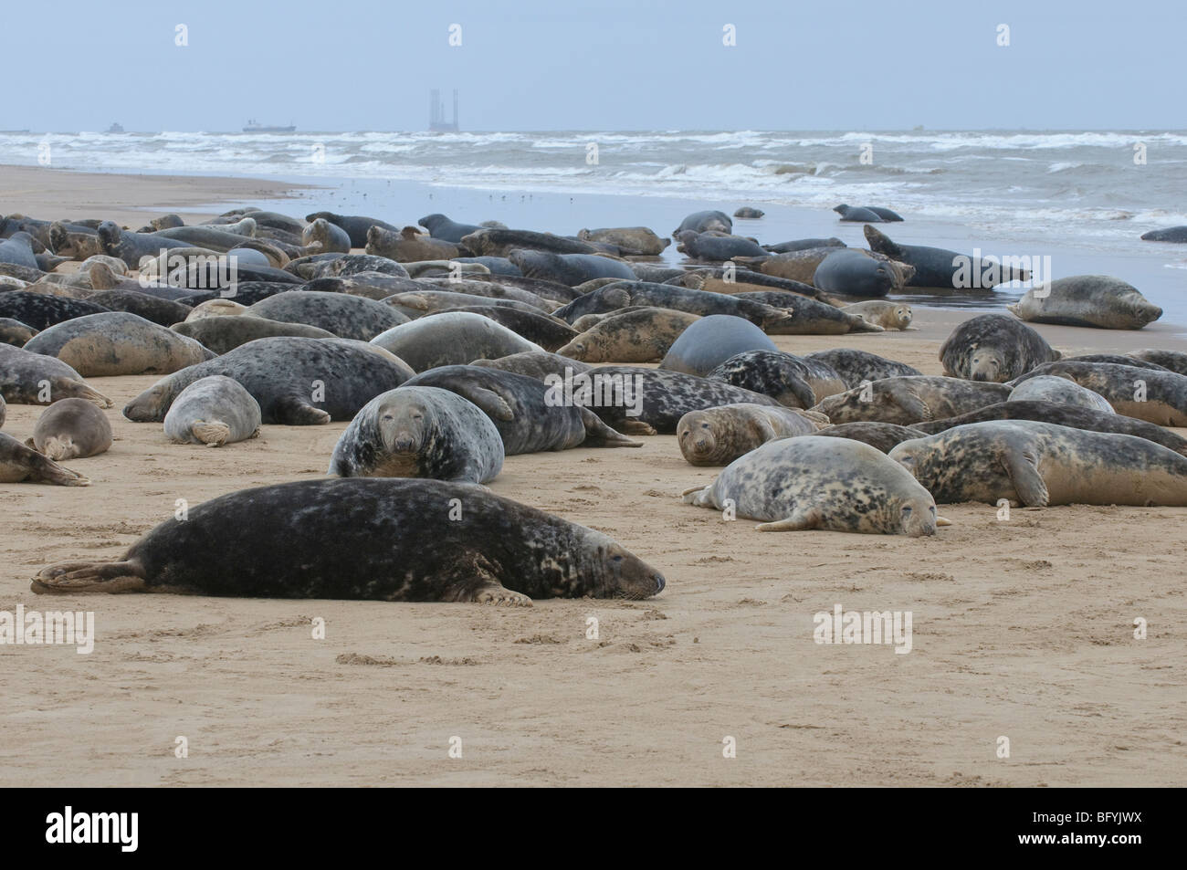 Atlantico guarnizione grigia Halichoerus grypus colonia di allevamento sul Humber Estuary al Donna Nook Lincolnshire. Foto Stock