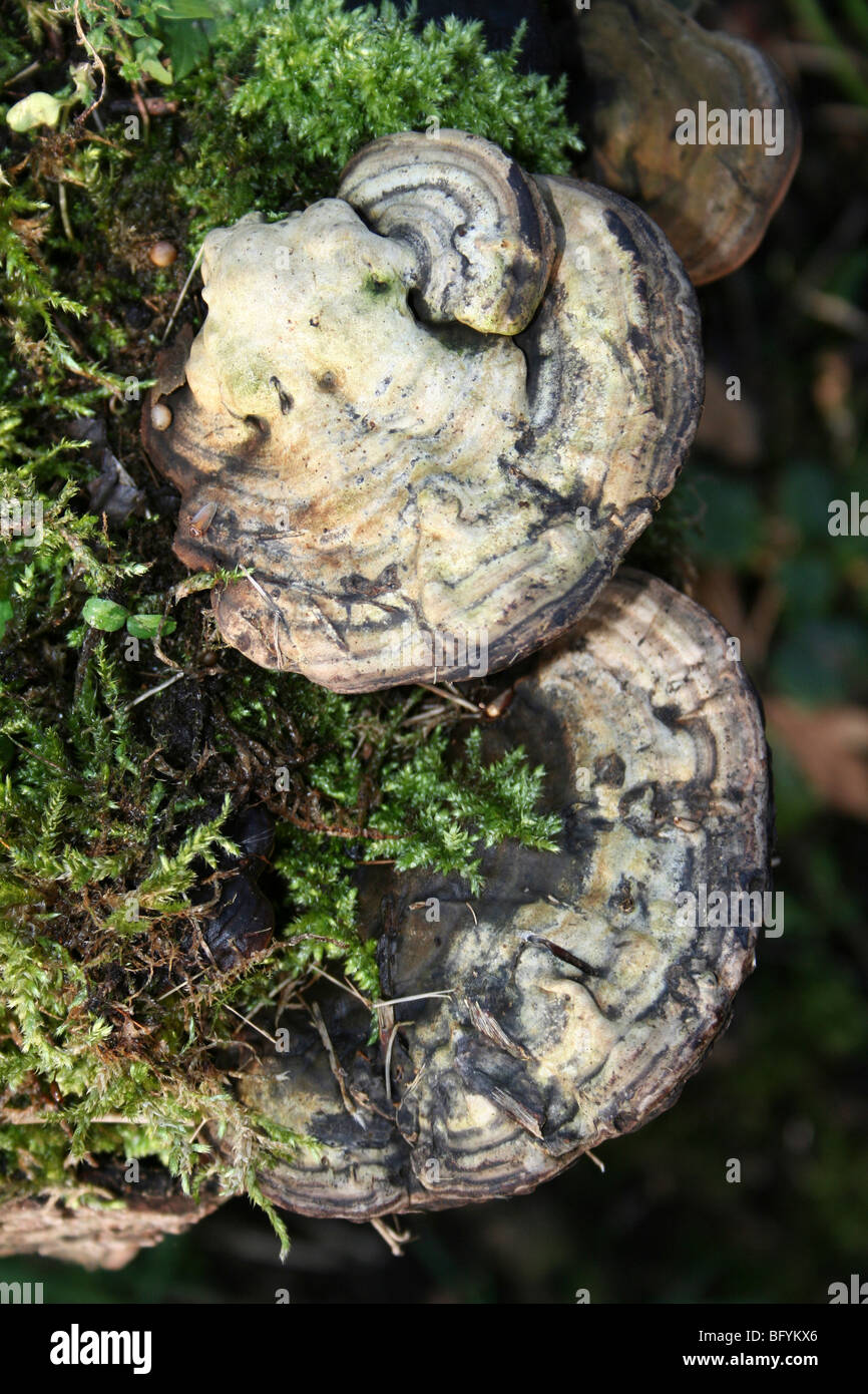 Staffa bitorzoluto Trametes gibbosa prese a Martin mera WWT, Lancashire, Regno Unito Foto Stock