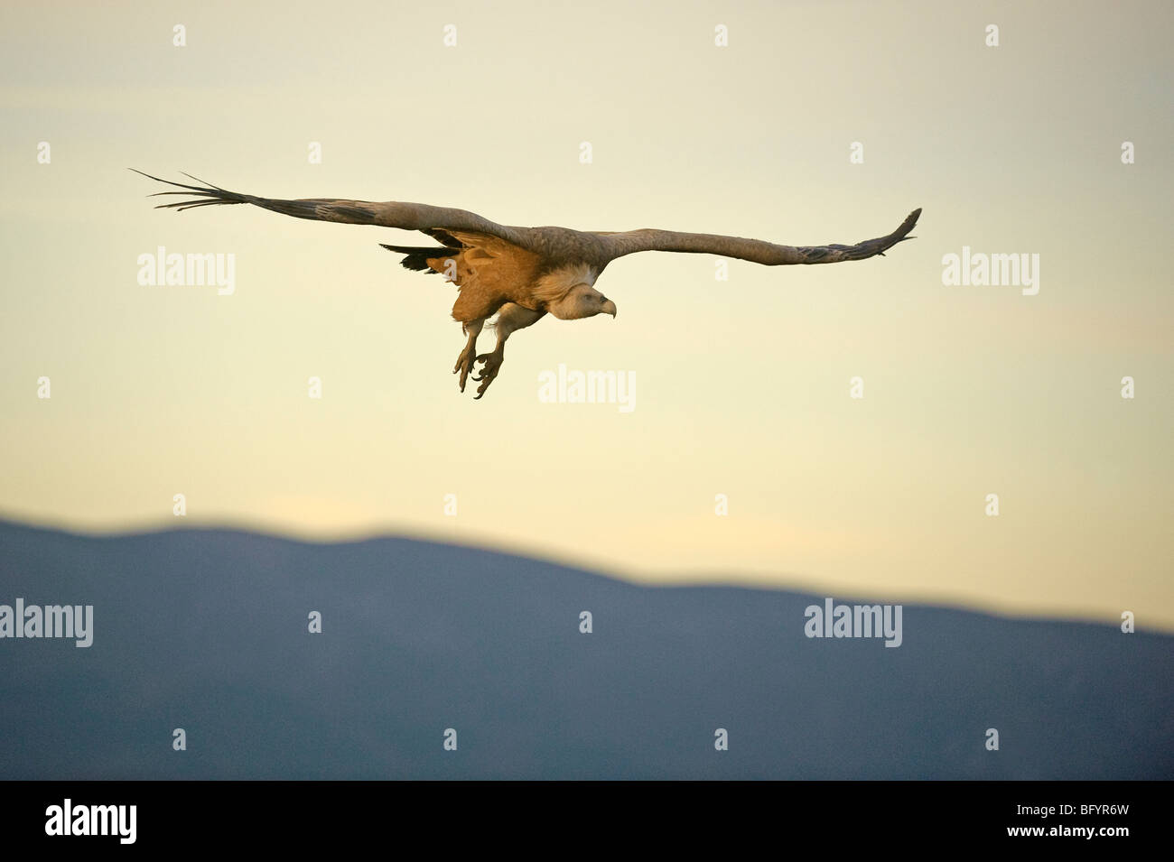 Grifone Gyps fulvus adulto in volo. Pirenei catalani, Spagna. Foto Stock