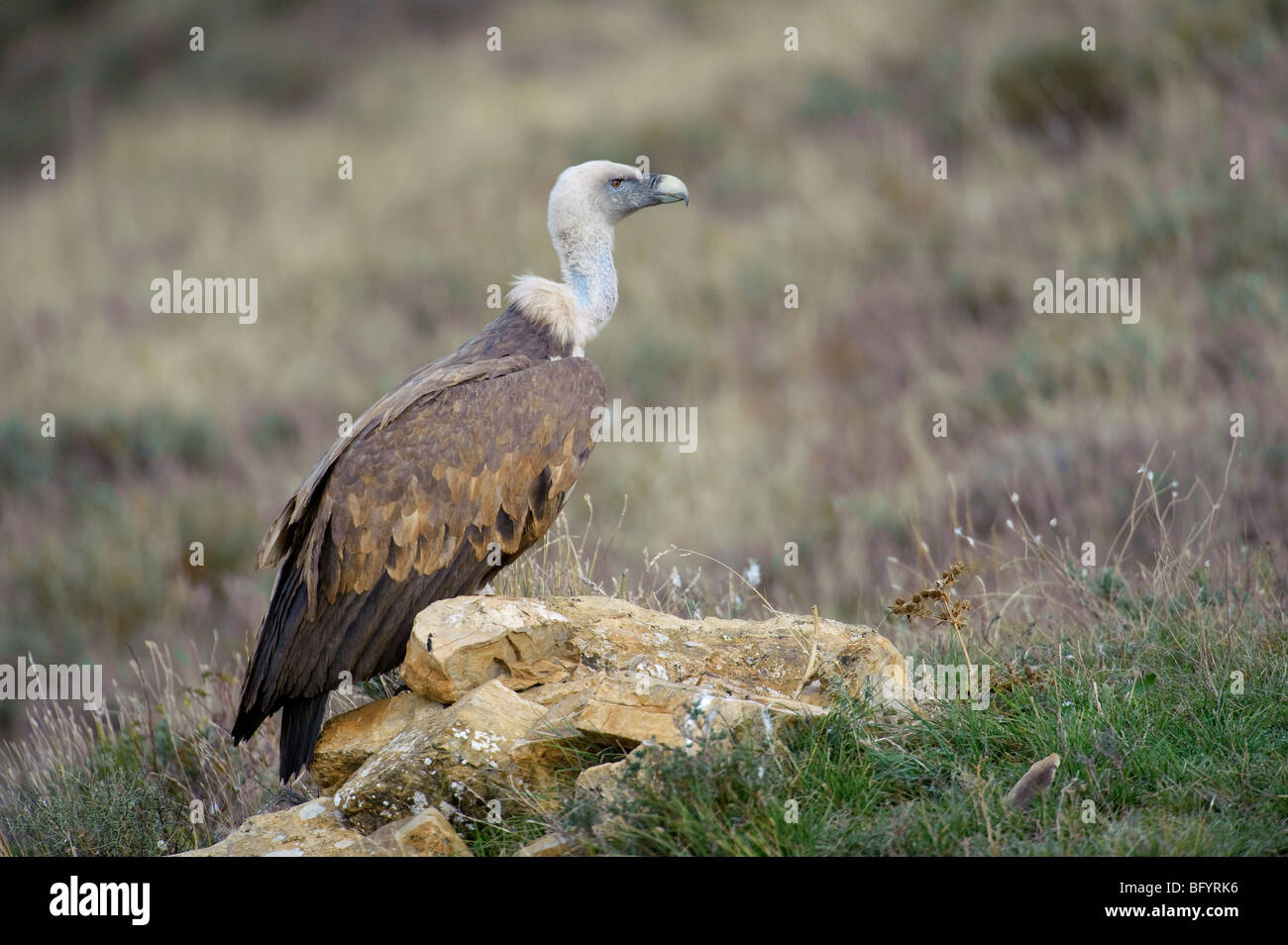 Grifone Gyps fulvus adulto. Pirenei catalani, Spagna. Foto Stock