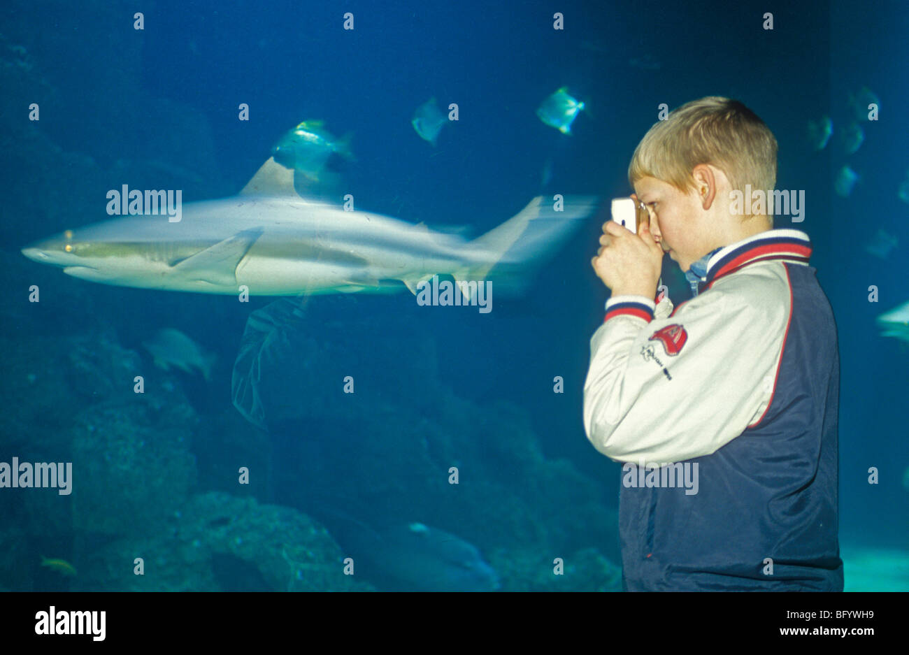 Un giovane ragazzo di fotografare una shark a Wilhelmshaven acquario, costa del Mare del Nord, Est Friesland, Bassa Sassonia, Germania Foto Stock