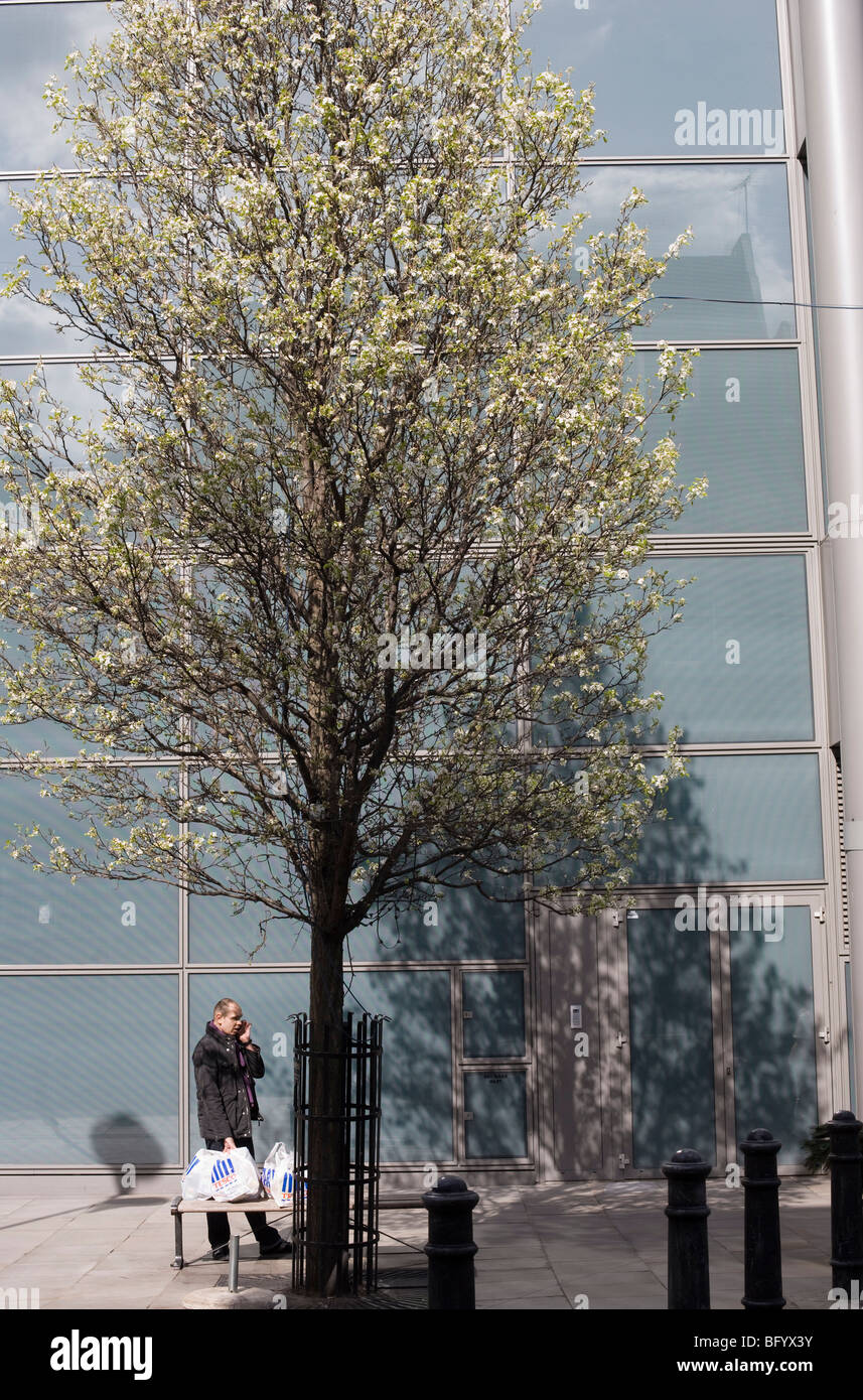 Un uomo sul suo cellulare sotto un albero a molla Foto Stock