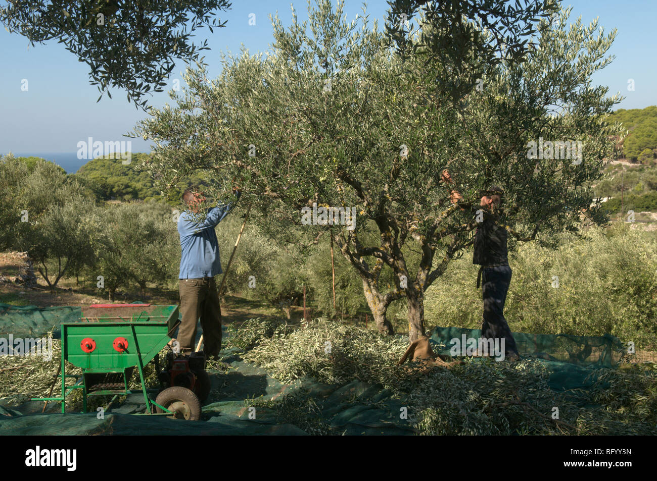 Uomini che raccolgono olive e utilizzano una macchina per sgusciare le battiture. Keri. a sud-ovest dell'isola. Grecia. Zante, Zante, Zante. Isola greca. Ottobre. Foto Stock