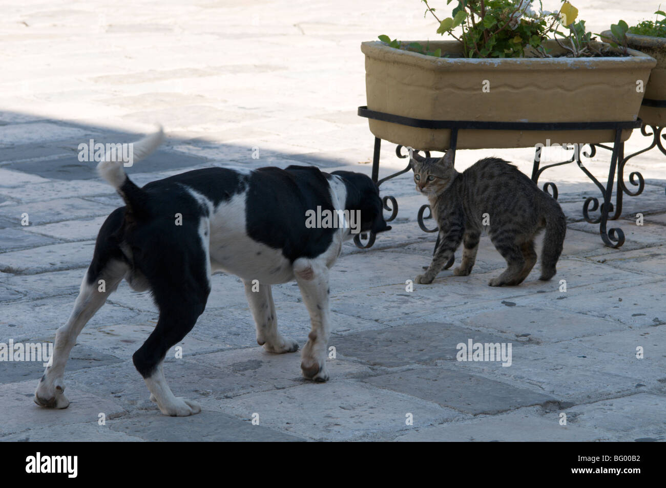 La Grecia. Zante. Zante. Isola greca. Ottobre. Cane e gatto combattimenti in Ag. Markou Square. Zante città. Foto Stock
