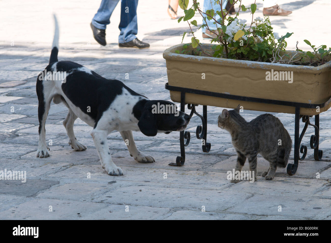 La Grecia. Zante. Zante. Isola greca. Ottobre. Cane e gatto combattimenti in Ag. Markou Square. Zante città. Foto Stock