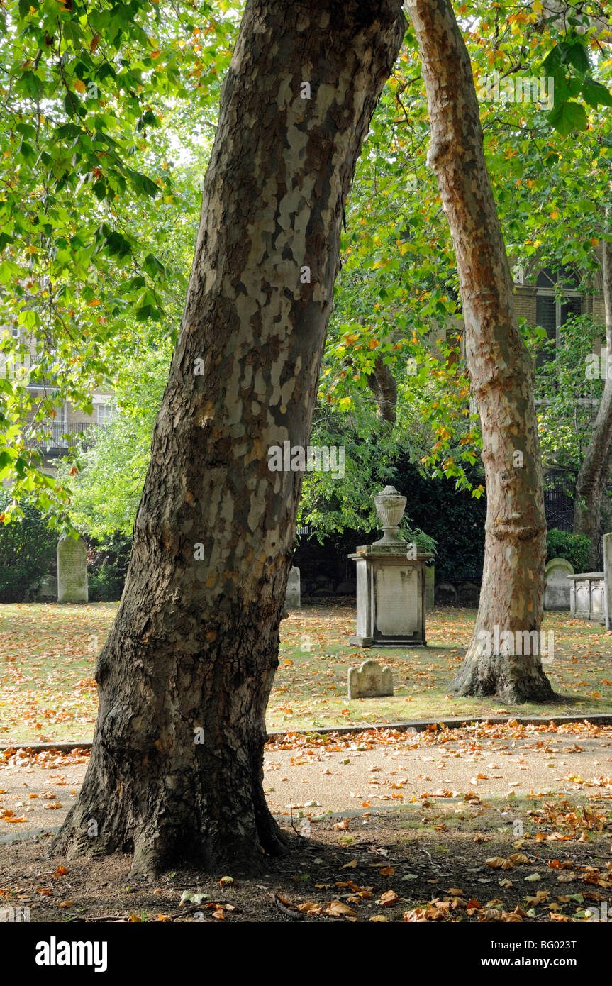 Londra albero piano nel cimitero di St Anne's Chiesa Limehouse Londra Inghilterra REGNO UNITO Foto Stock