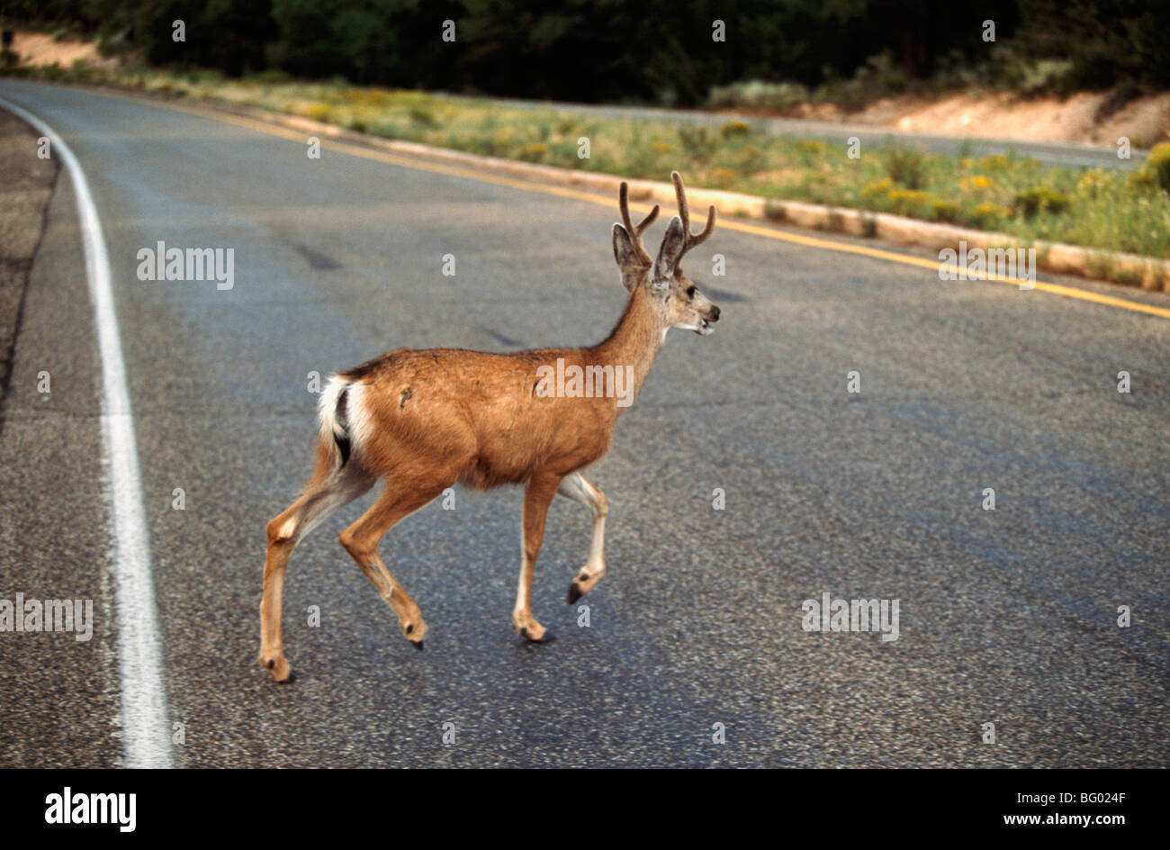 Mule Deer (Odocoilus hemionus) attraversando autostrada, il Parco Nazionale del Grand Canyon, Arizona, Stati Uniti d'America Foto Stock