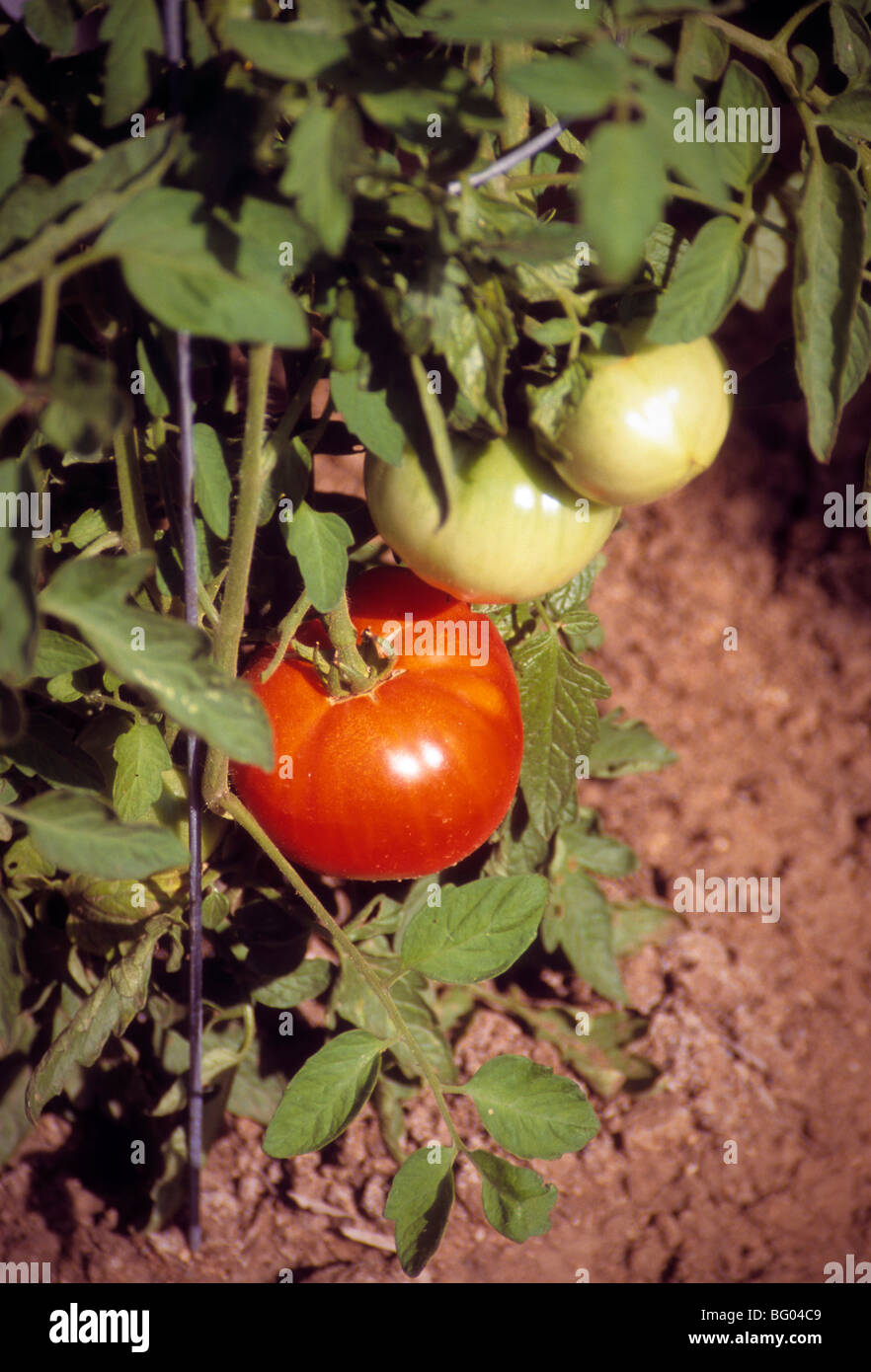 Giardino mature raccolto di prelievo Foto Stock