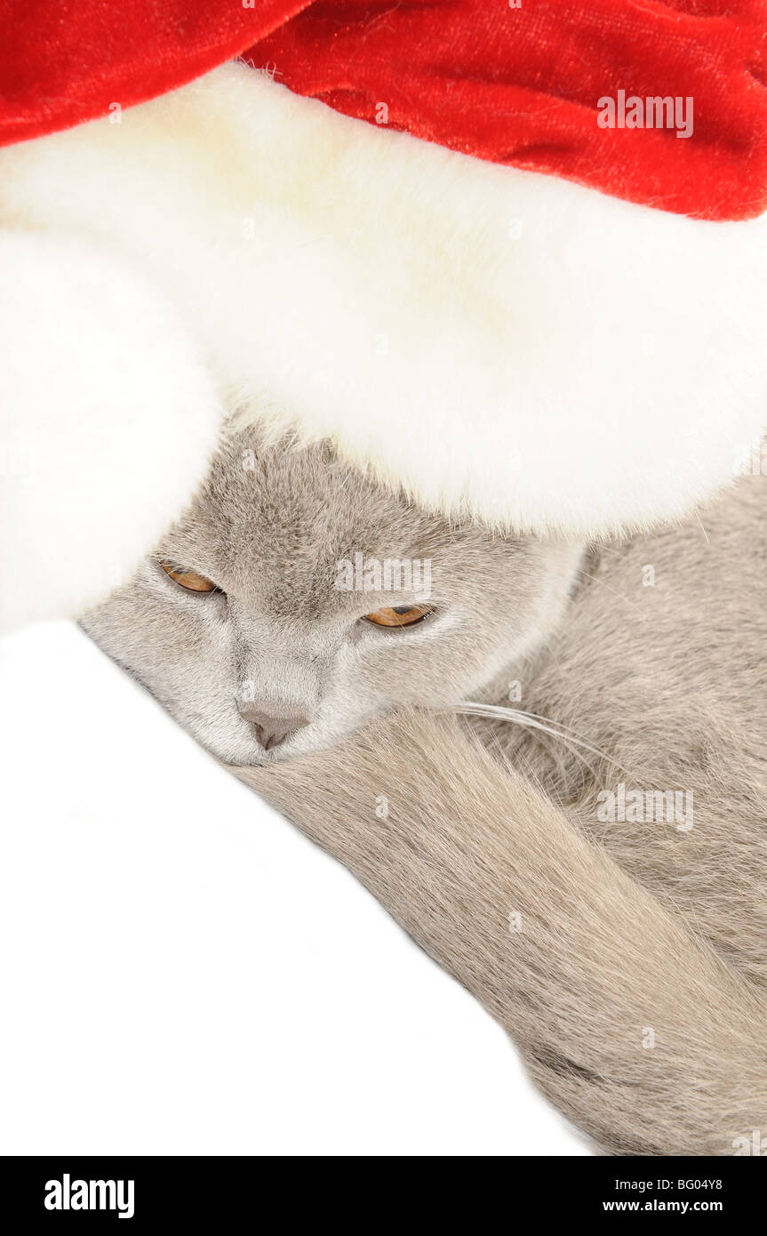 Britannico gatto in un cappello da Babbo Natale Foto Stock