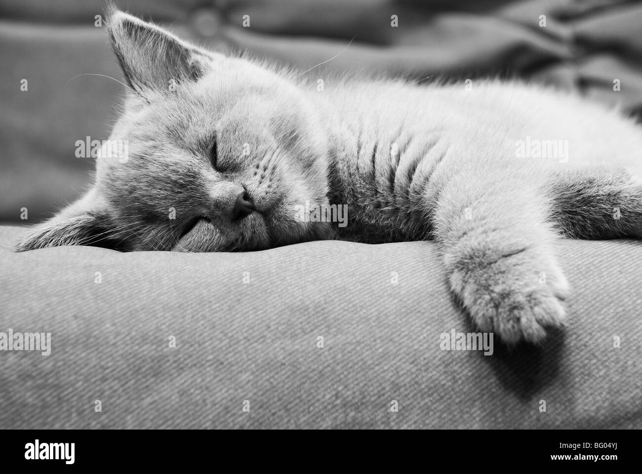 Sleeping british gattino in bianco e nero Foto Stock