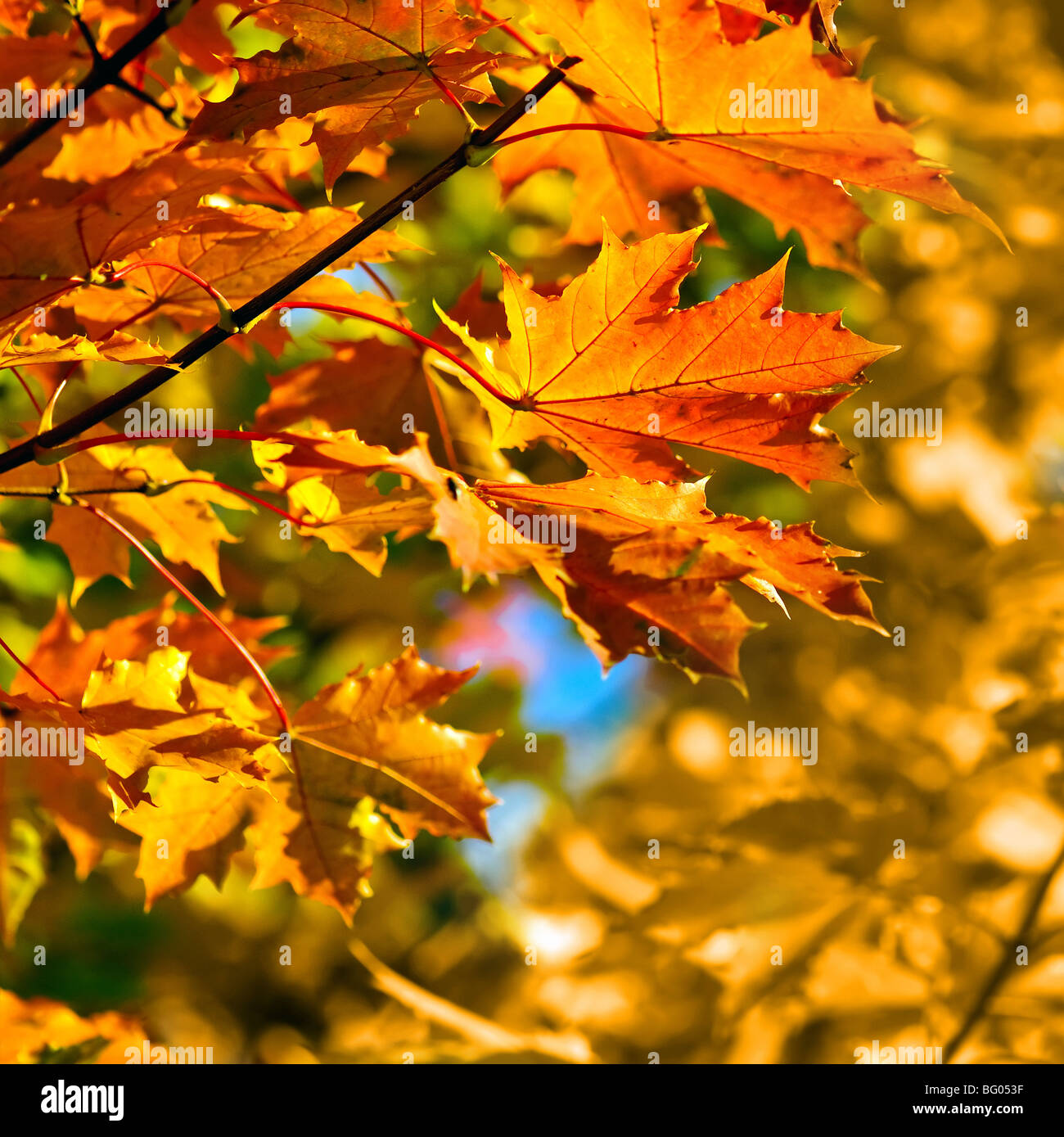 Autunno foglie colorate, fondale focus Foto Stock