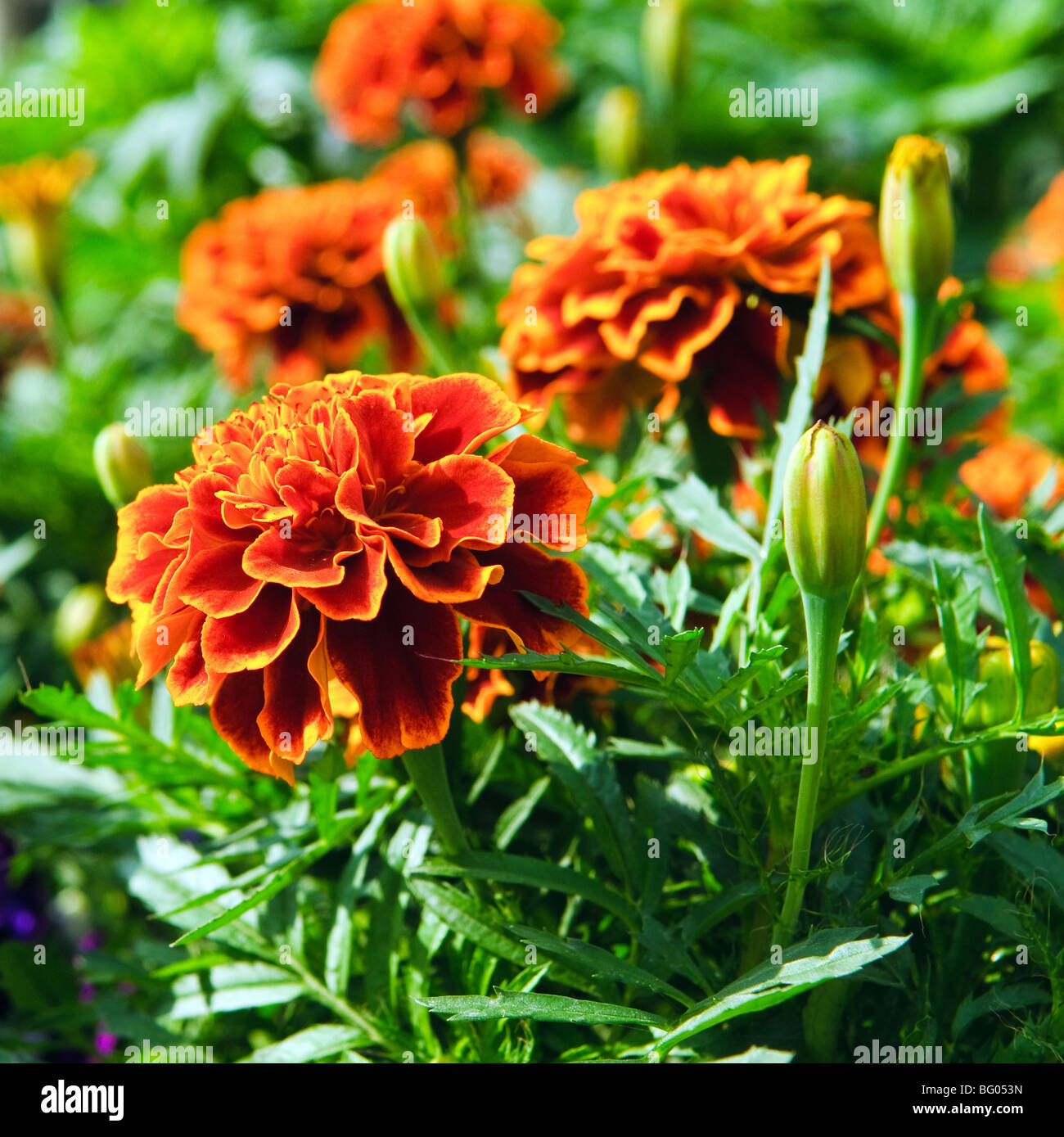 Le calendule fiorisce close up Foto Stock