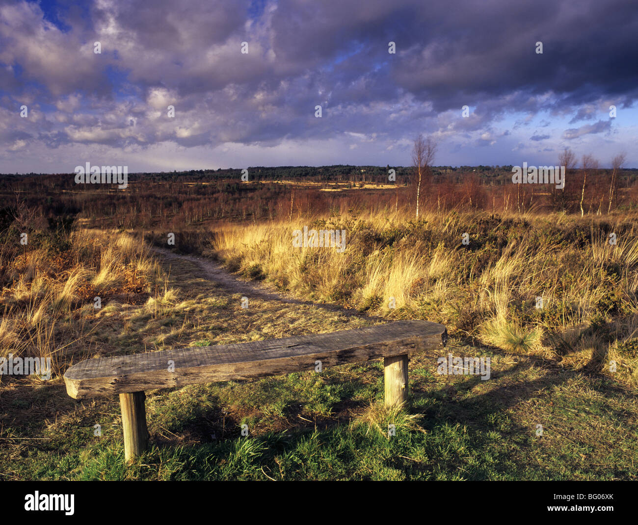 Panchina vuota sulla Chobham Common heathland nella più grande Riserva naturale nazionale del sud-est in inverno. Chobham Surrey Inghilterra Regno Unito Gran Bretagna Foto Stock