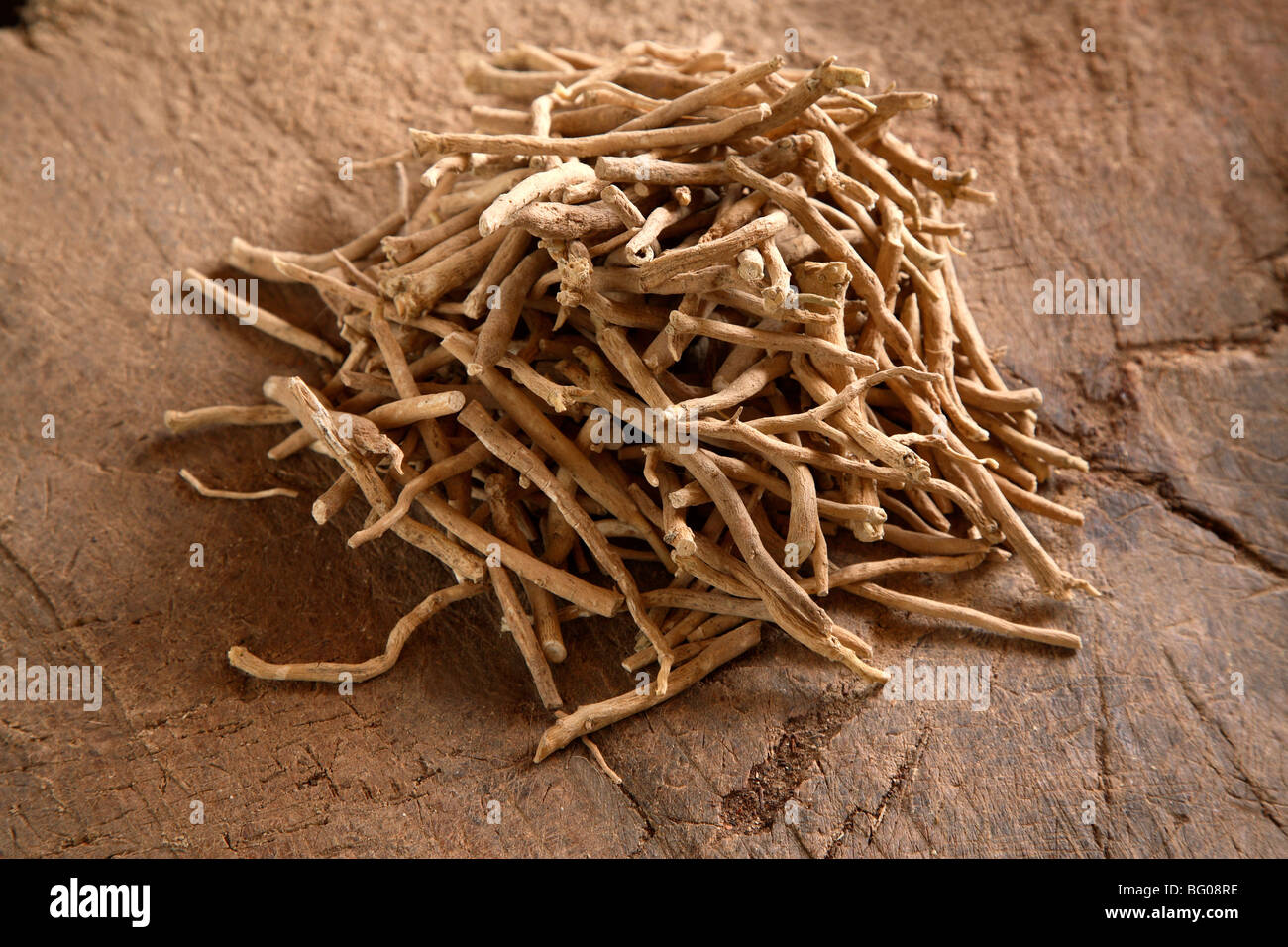 Ashwagandha (Indiano Inverno Cherry) (Withania somnifera) che ha proprietà antiossidanti ed è un sistema immunitario booster Foto Stock