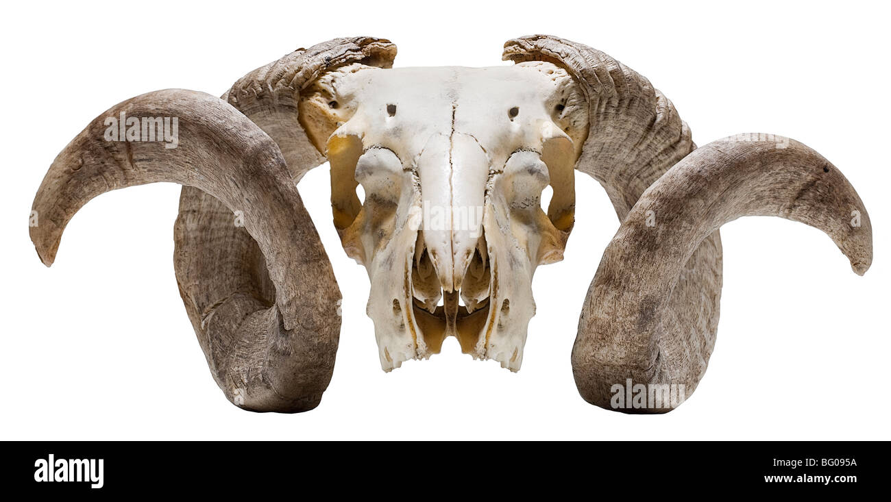 Immagine di arieti le corna sulla testa di scheletro di ram, fossile,l'osso, testa,pecore,ram, Foto Stock