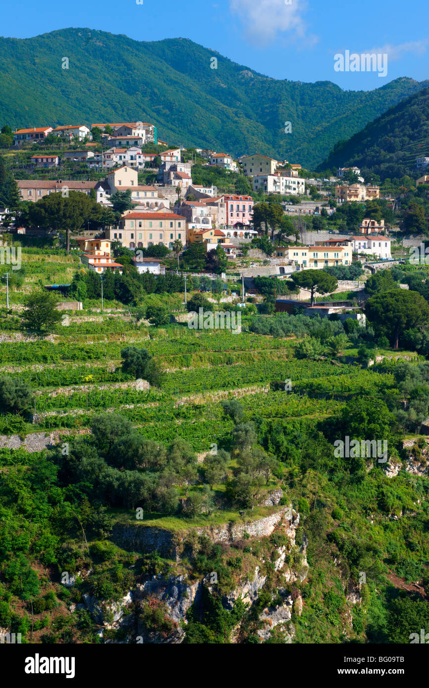 Vigneti vicino a Ravello. Costa Amalf, Italia Foto Stock