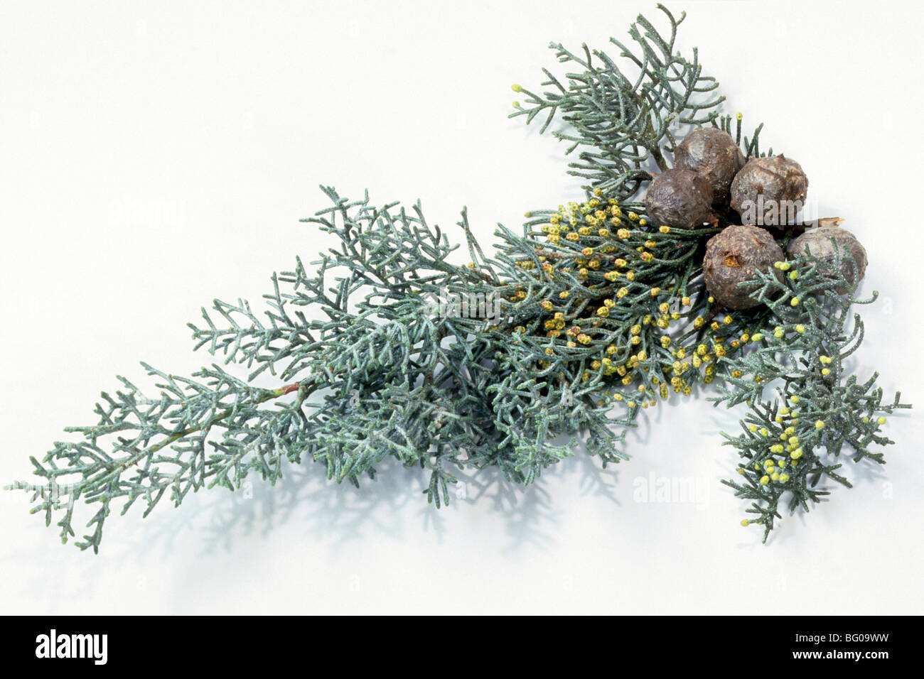Cipresso mediterraneo, Italiano cipresso (Cupressus sempervirens), ramoscello con coni, studio immagine. Foto Stock